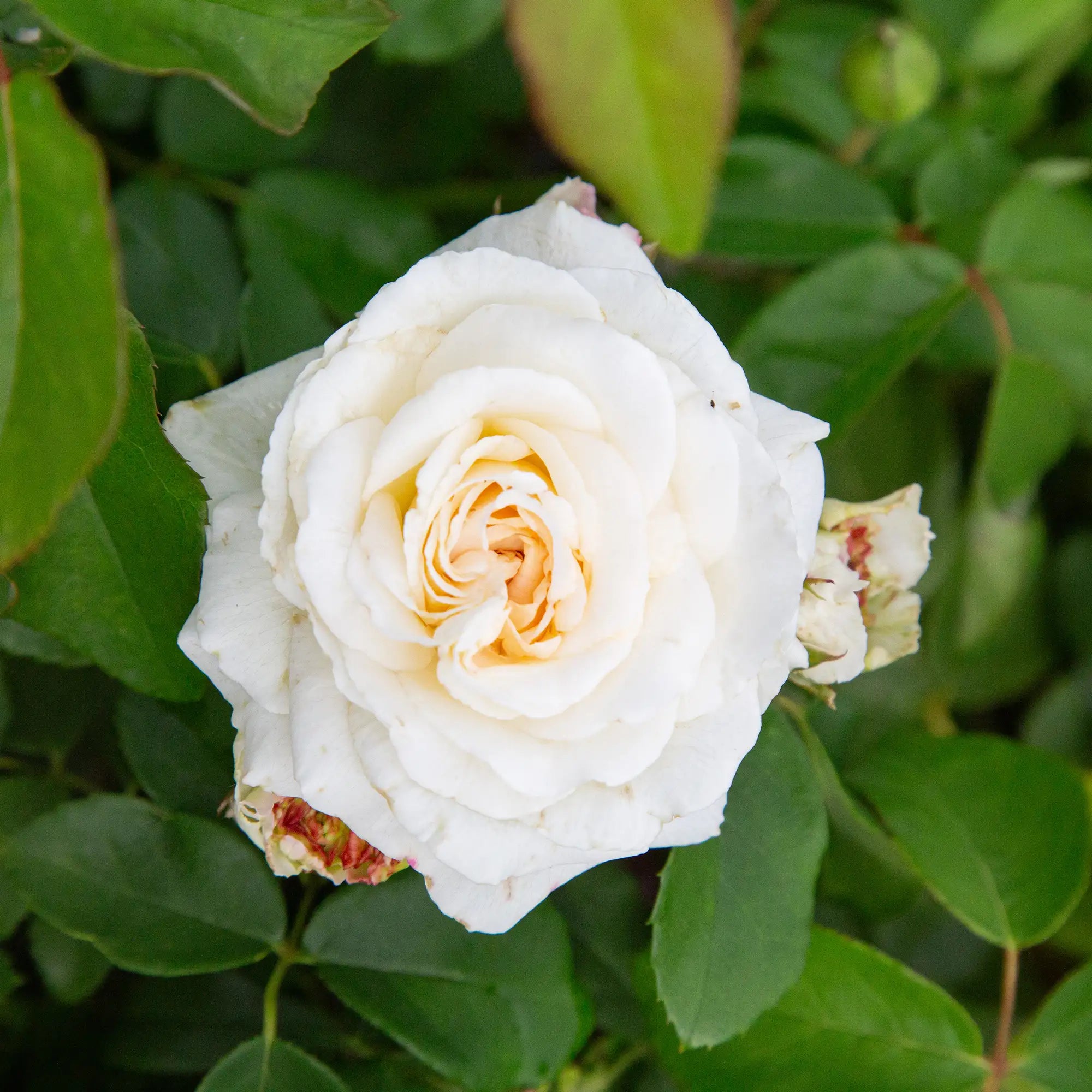 'Kosmos Fairytale' Floribunda Rose