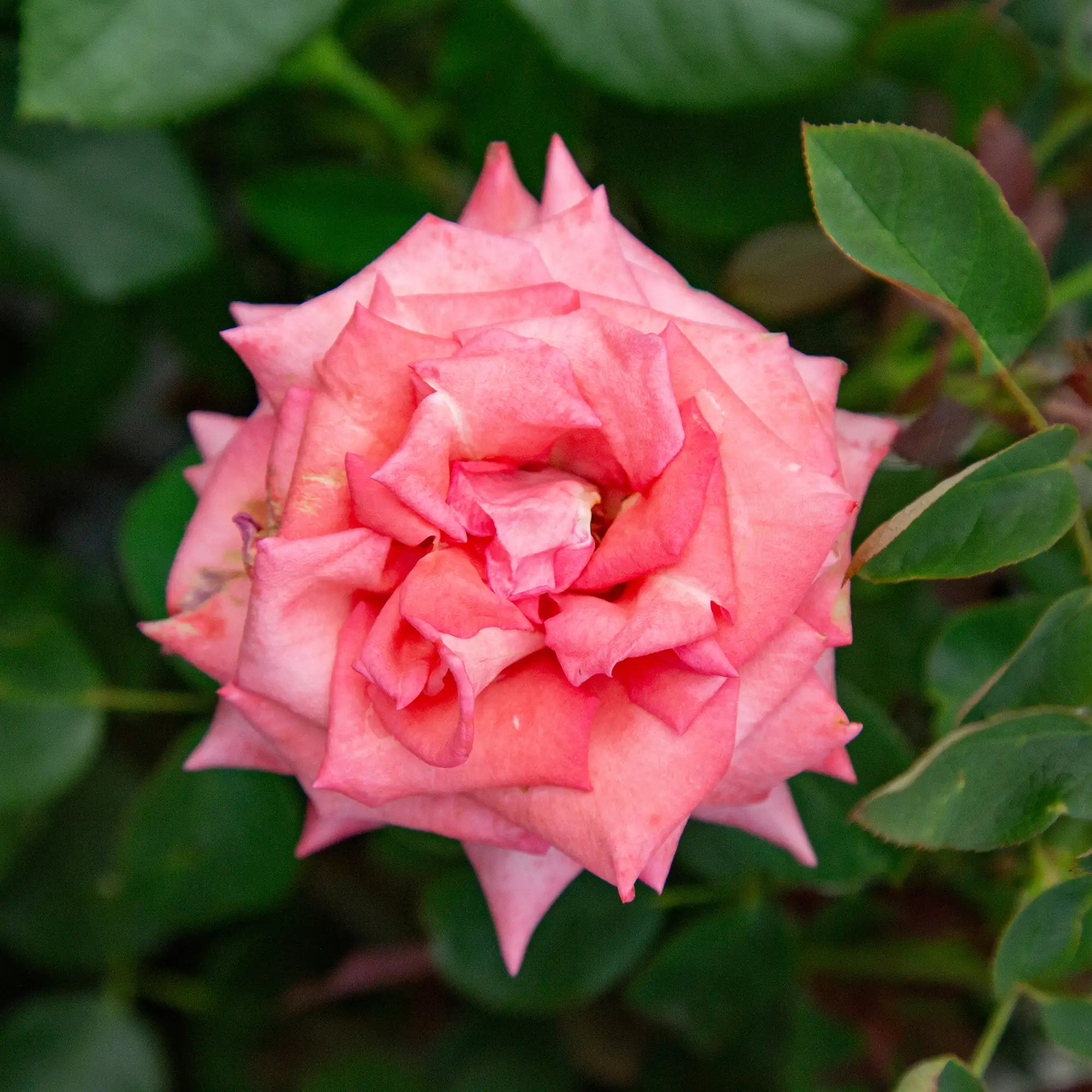 'Lady Aberdeen' Hybrid Tea Rose