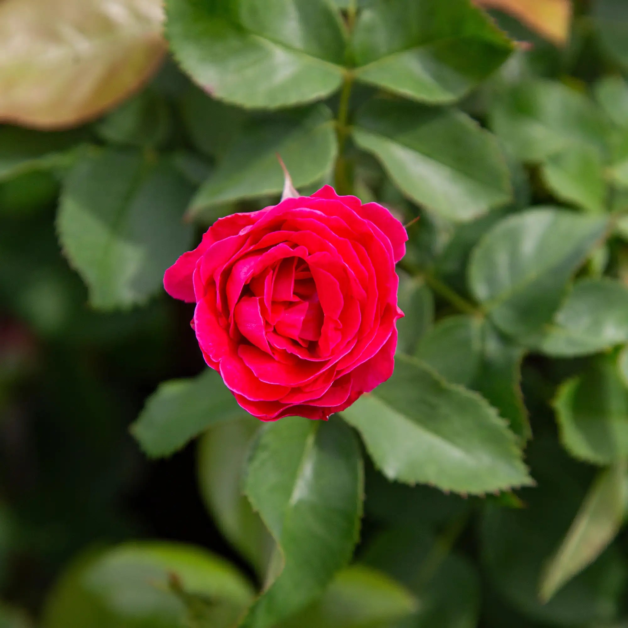 'Lambert Closse' Explorer Shrub Rose