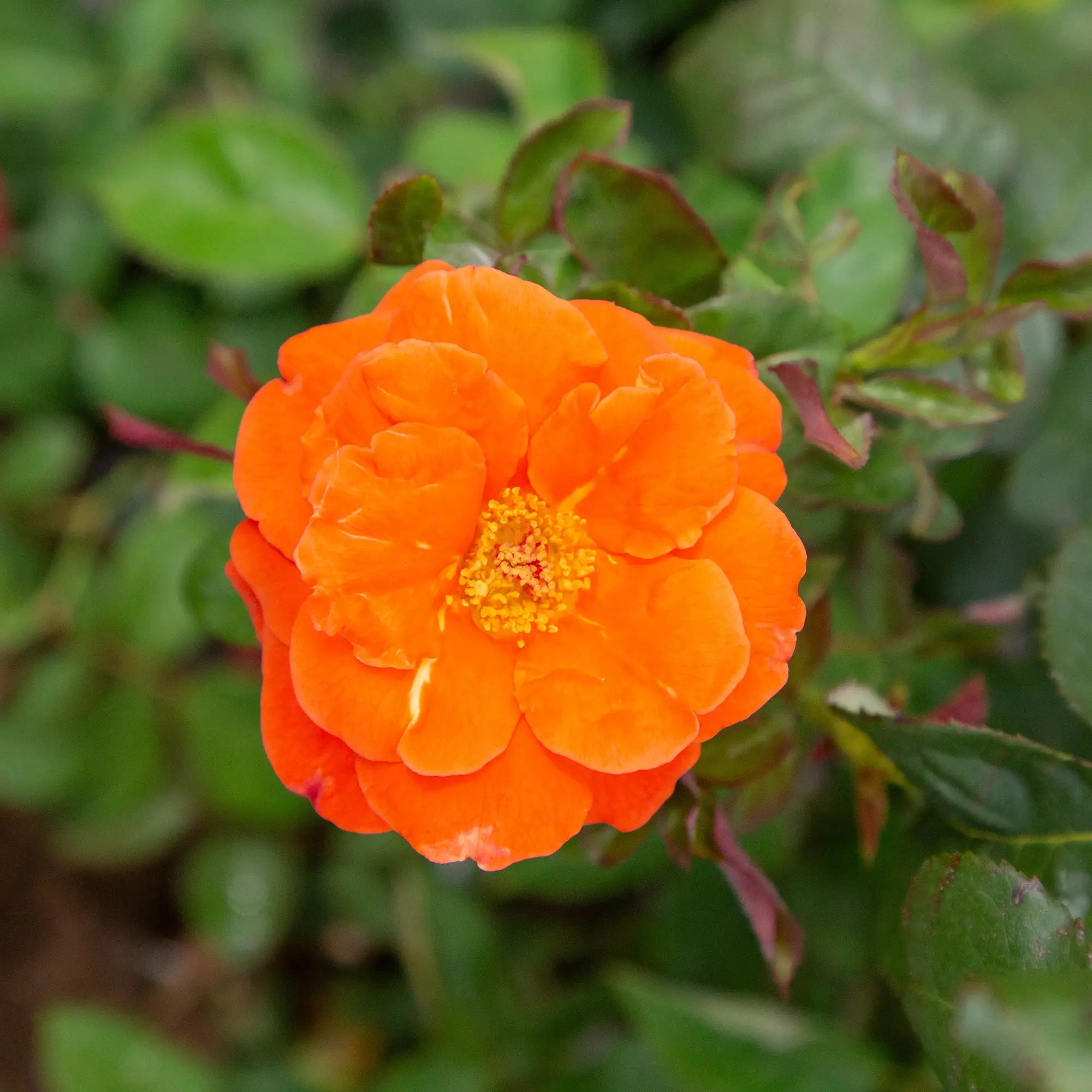 'Las Vegas' Hybrid Tea Rose