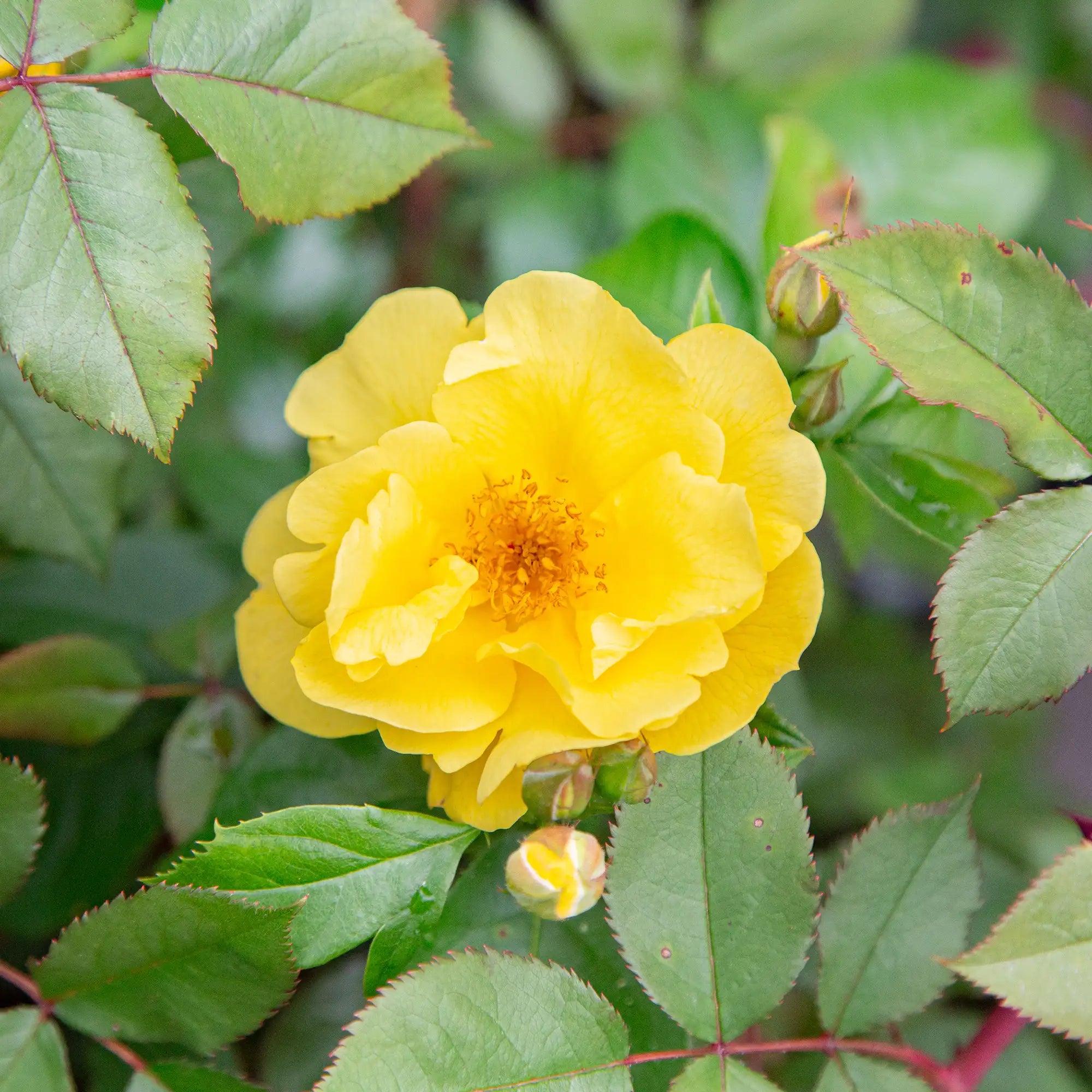 'Lemon Fizz' Landscape Shrub Rose