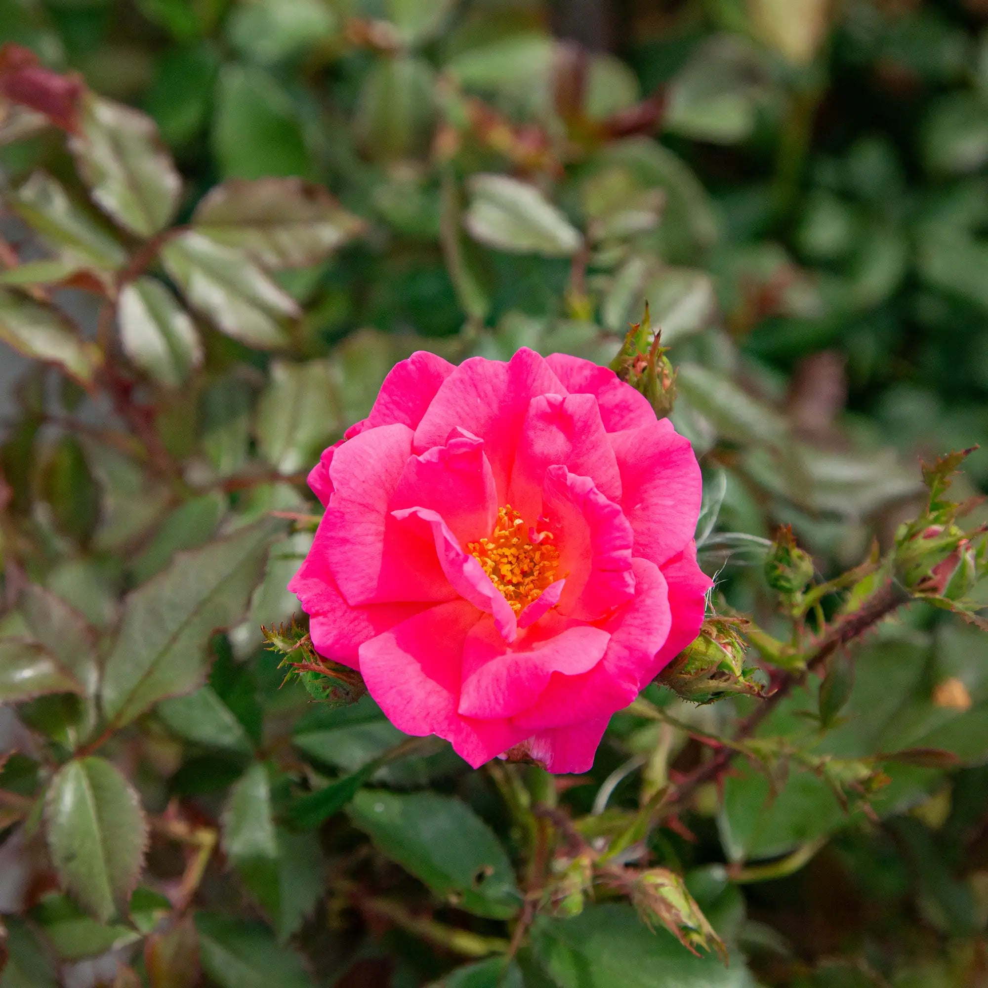 'Les Impatiens' Landscape Shrub Rose