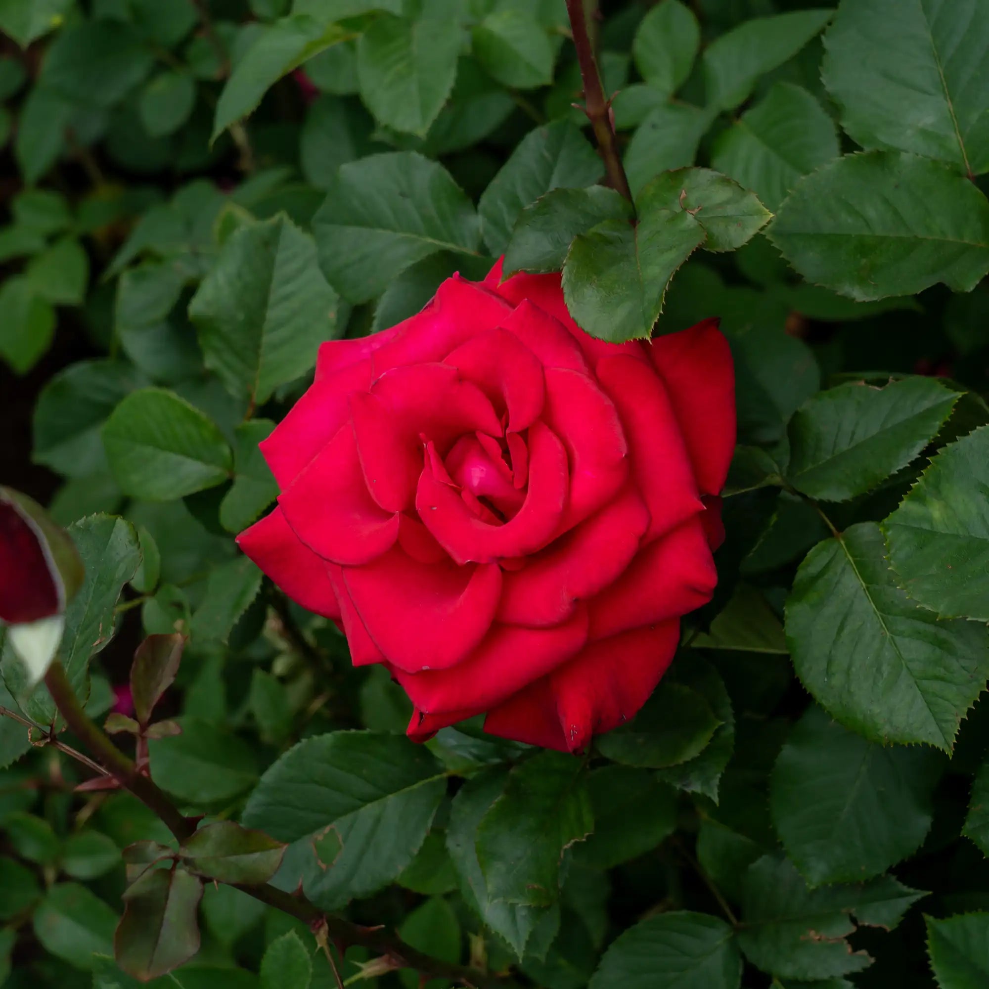'Let Freedom Ring' Hybrid Tea Rose