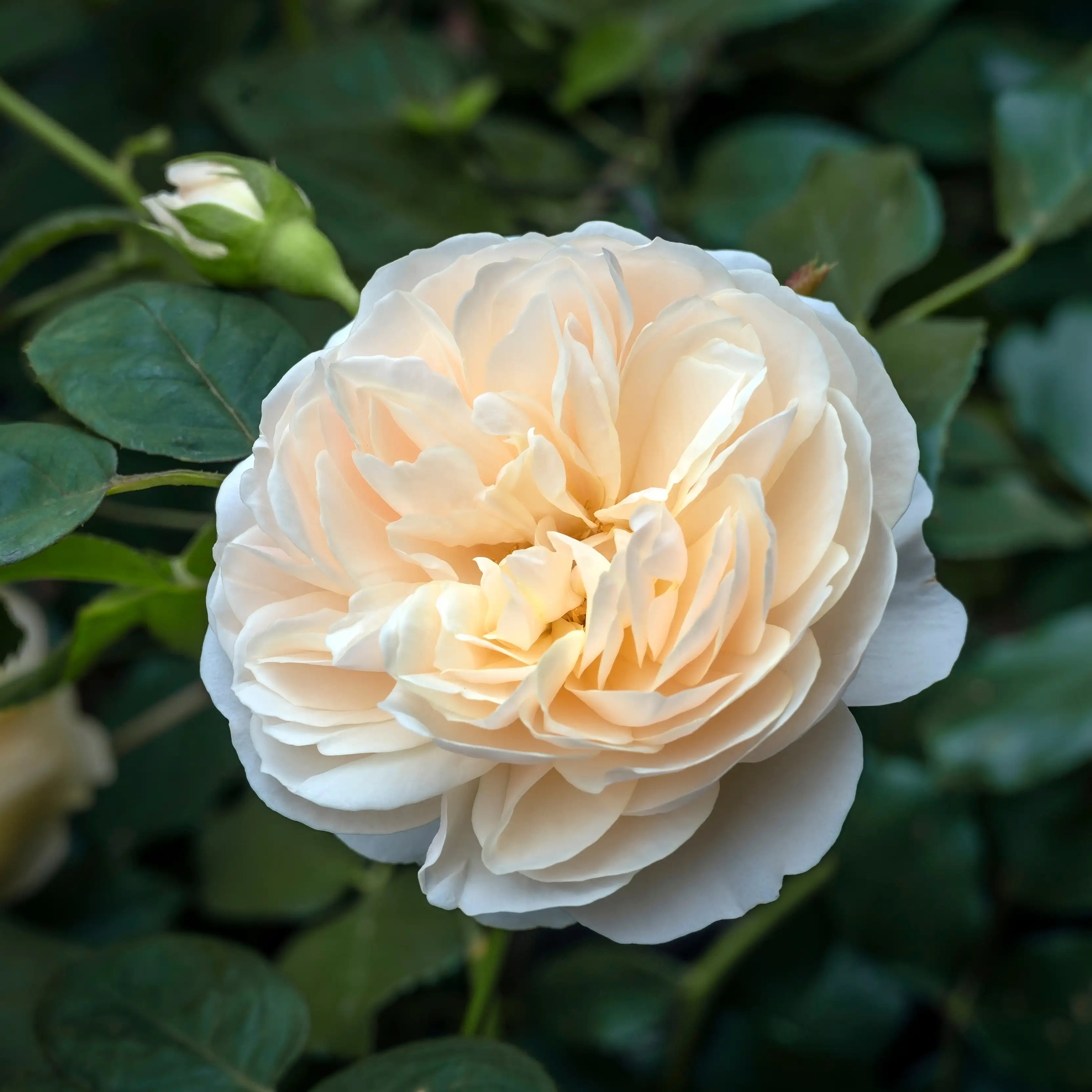 'Lichfield Angel™' David Austin® English Rose
