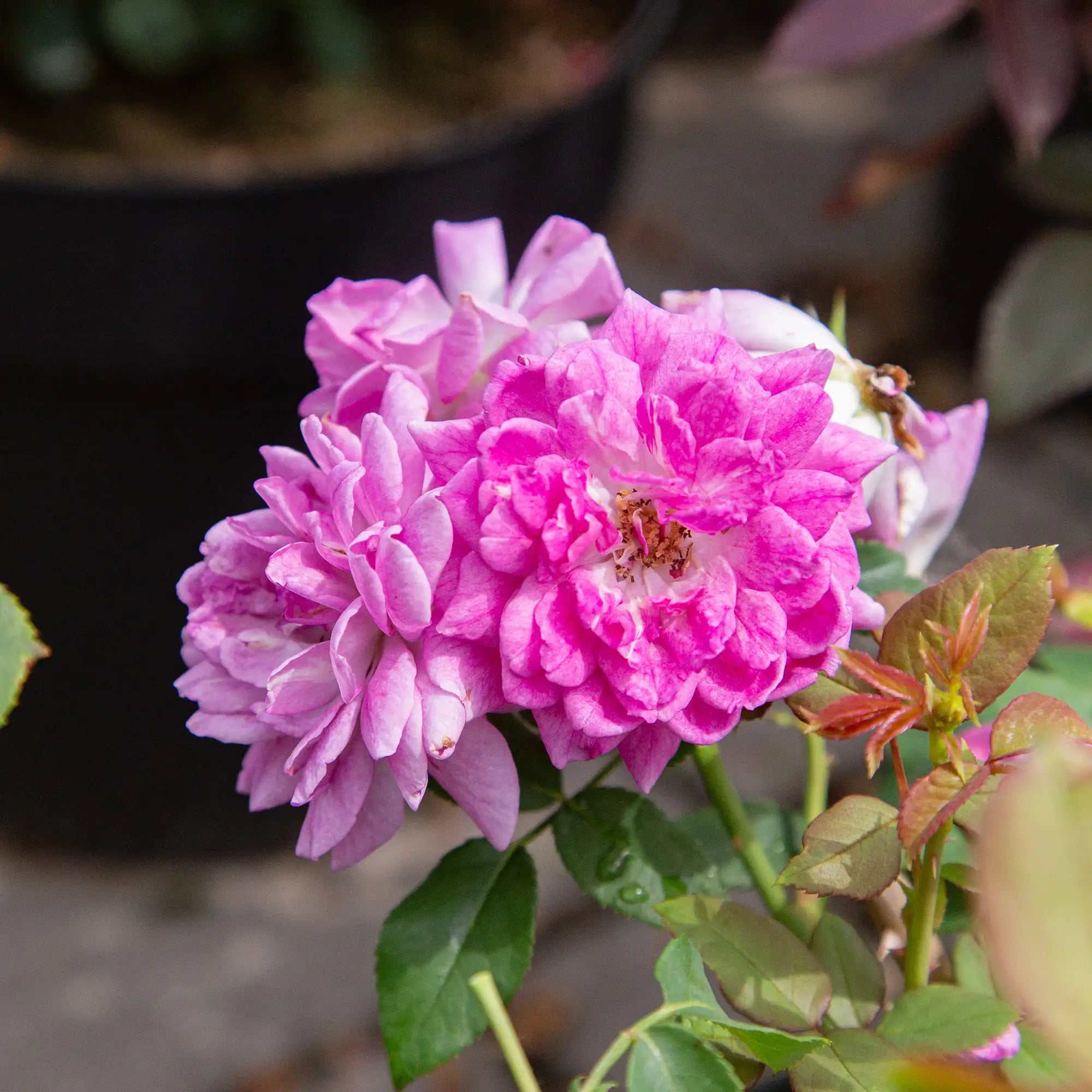 'Life's Little Pleasures' Floribunda Rose