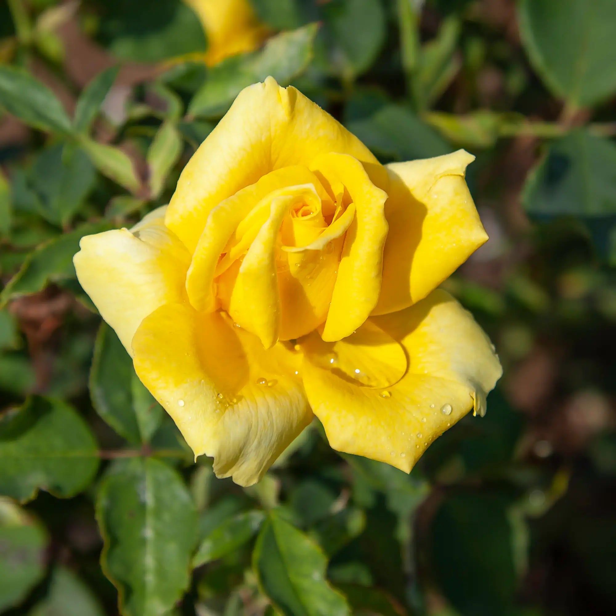 'Lion's International' Hybrid Tea Rose