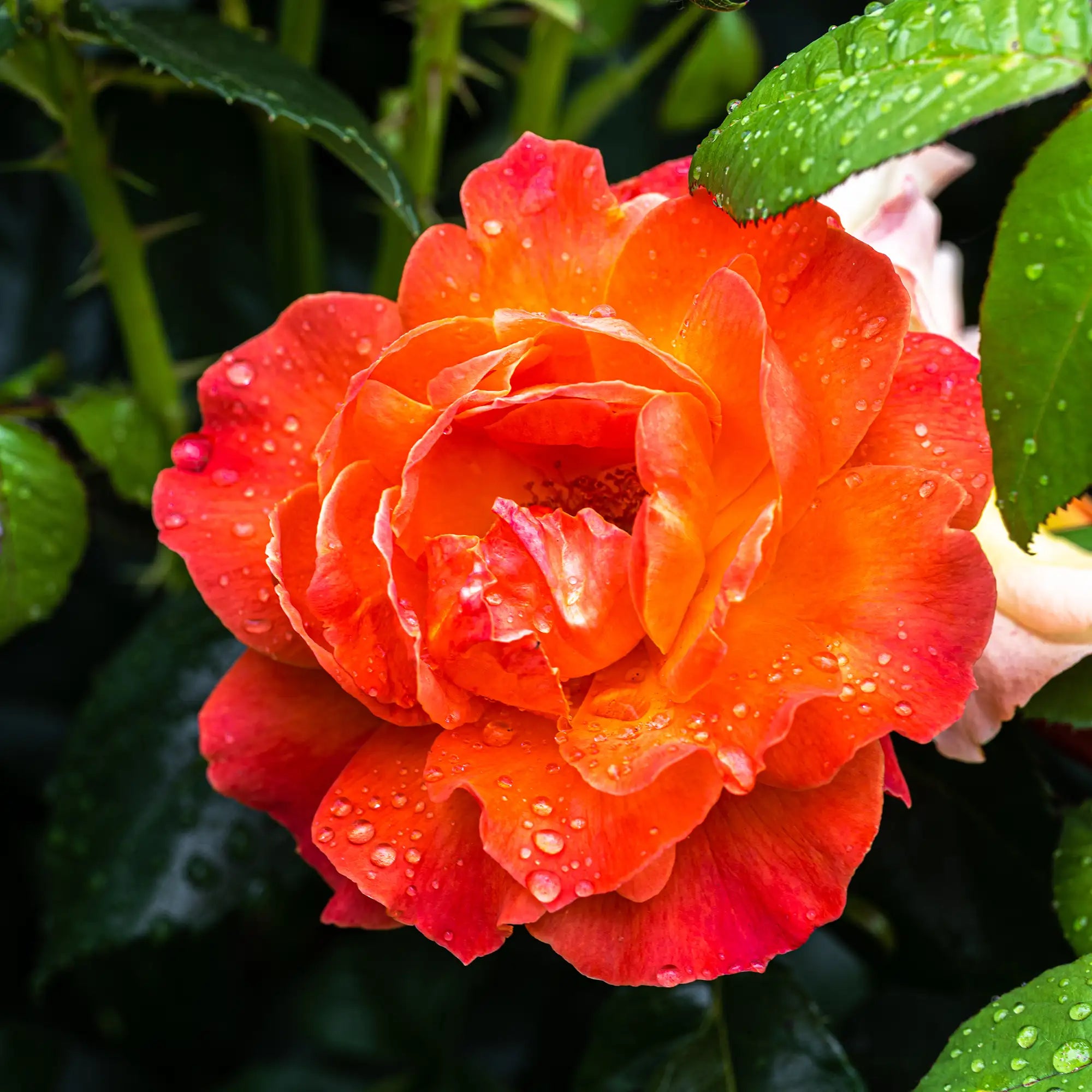 'Livin' Easy' Floribunda Rose