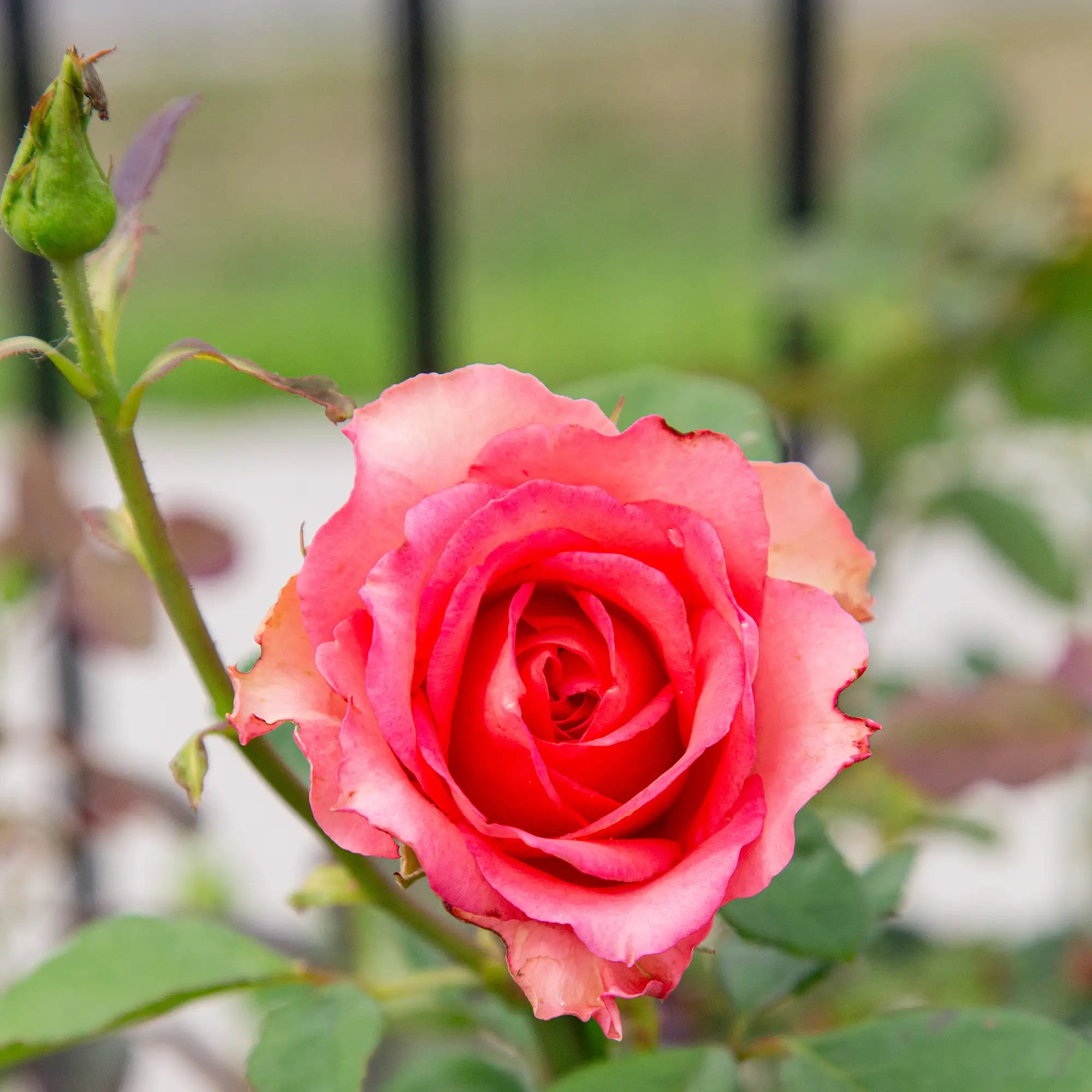 'Lois Wilson' Hybrid Tea Rose