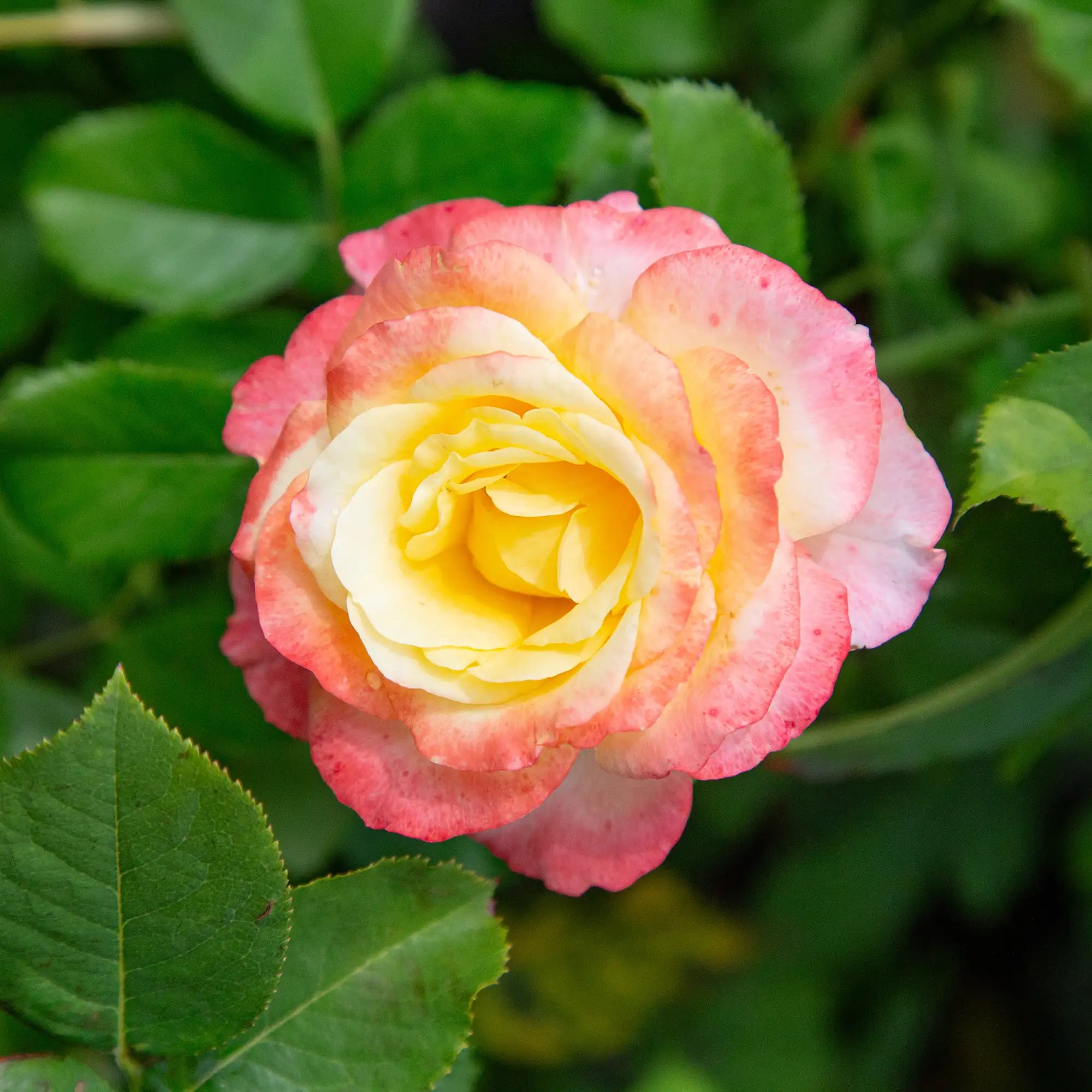 'Make Me Blush' Hybrid Tea Rose