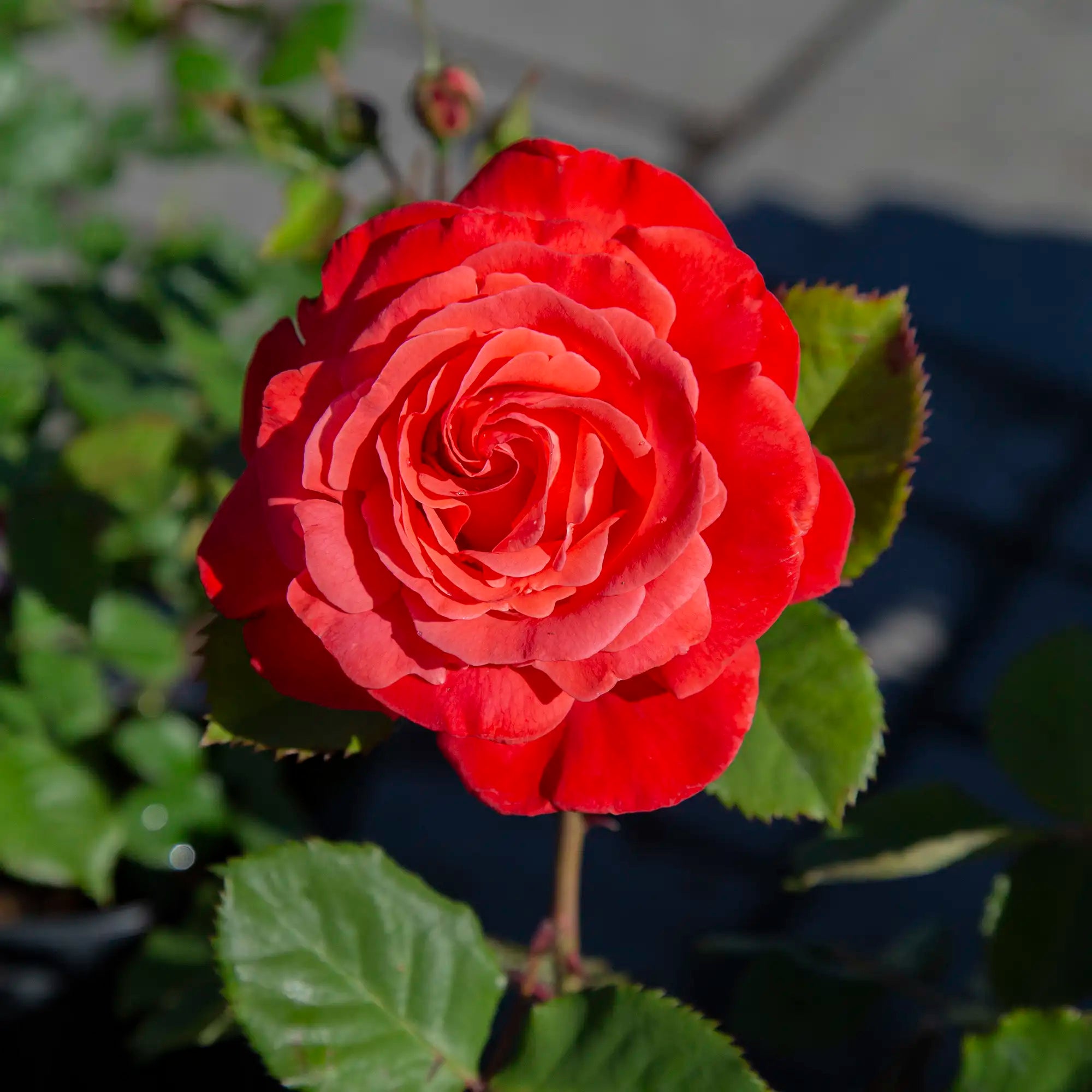 'Maria Stern' Hybrid Tea Rose