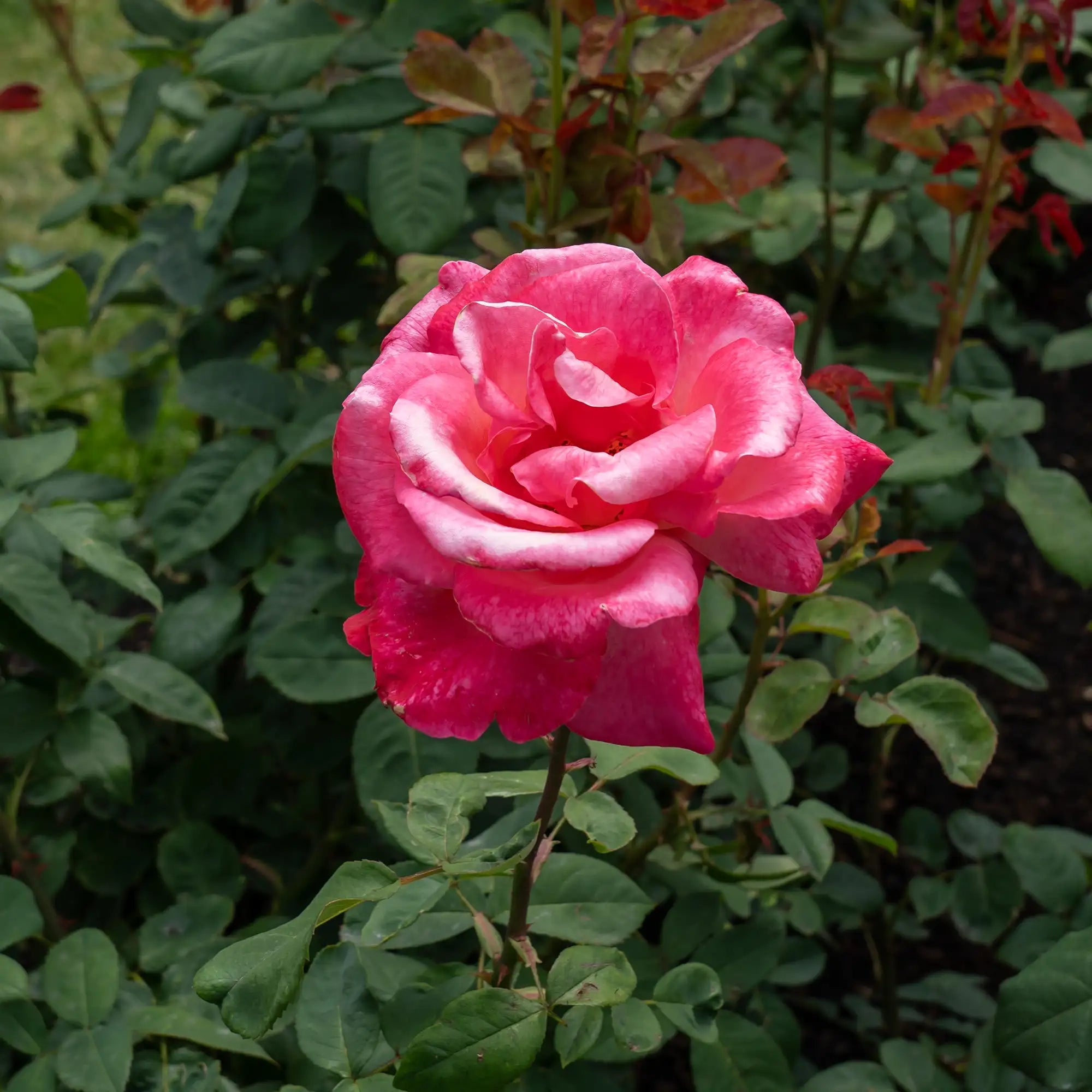 'Marijke Koopman' Hybrid Tea Rose