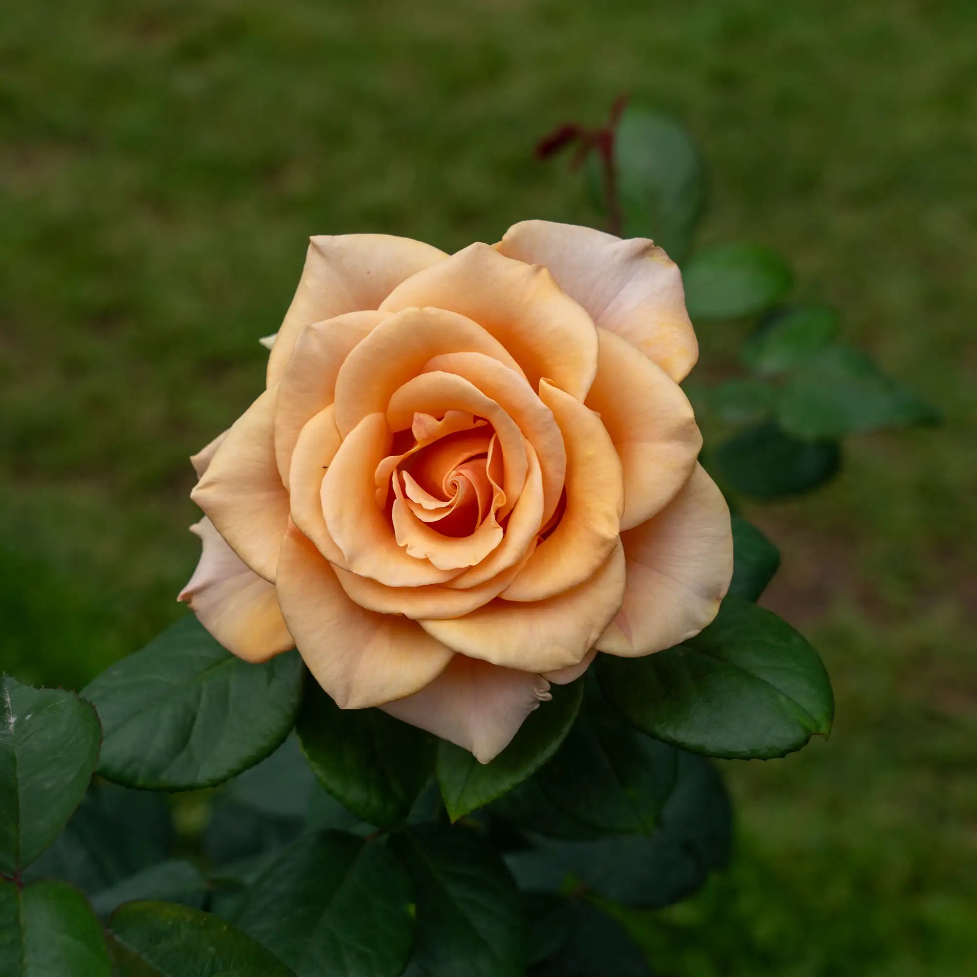 'Marilyn Monroe' Hybrid Tea Rose