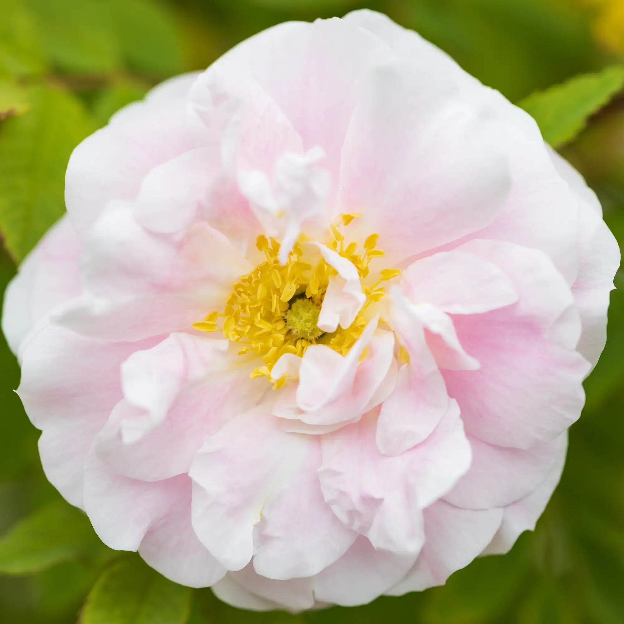 'Martin Frobisher' Explorer Shrub Rose