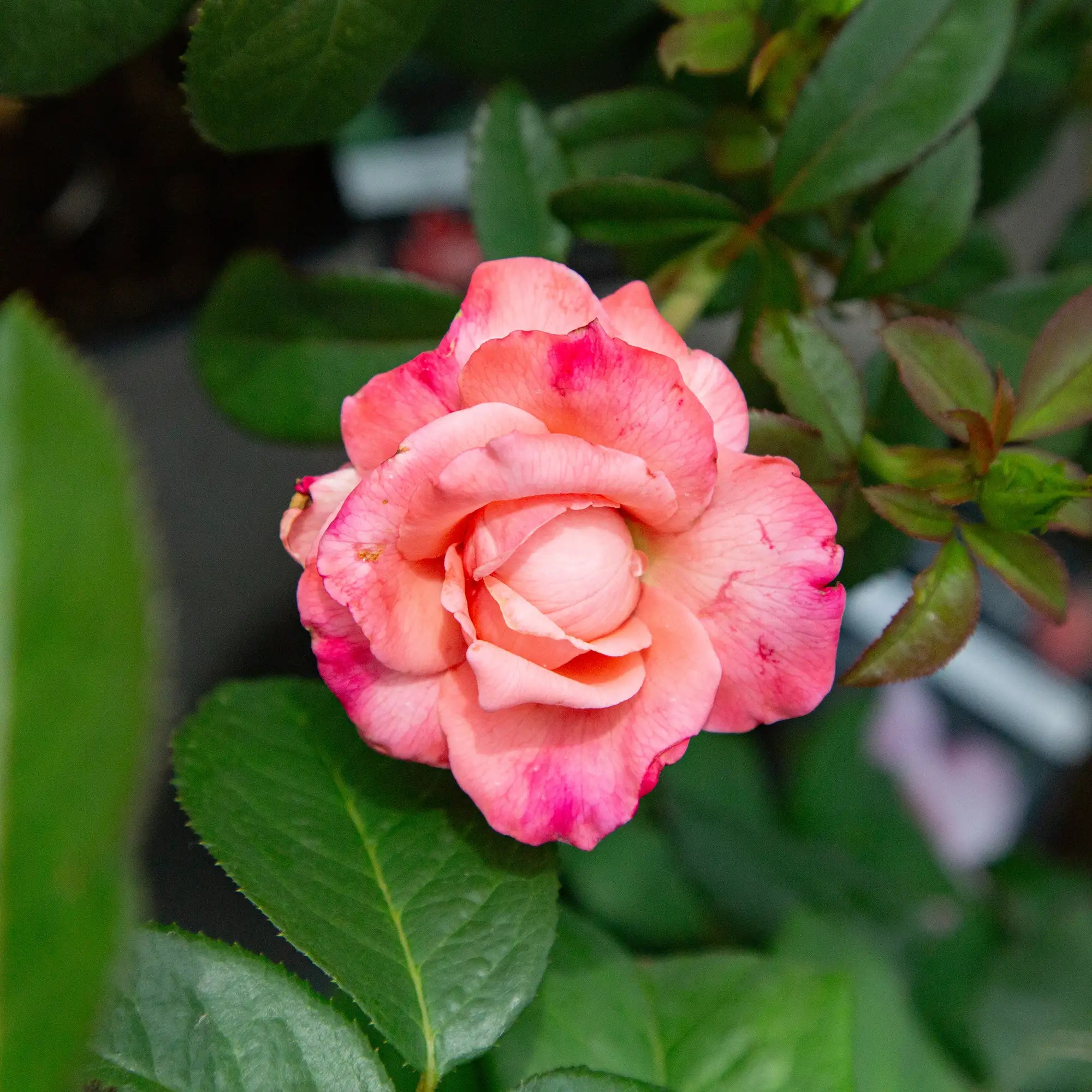 'Mary Lou Whitney' Hybrid Tea Rose