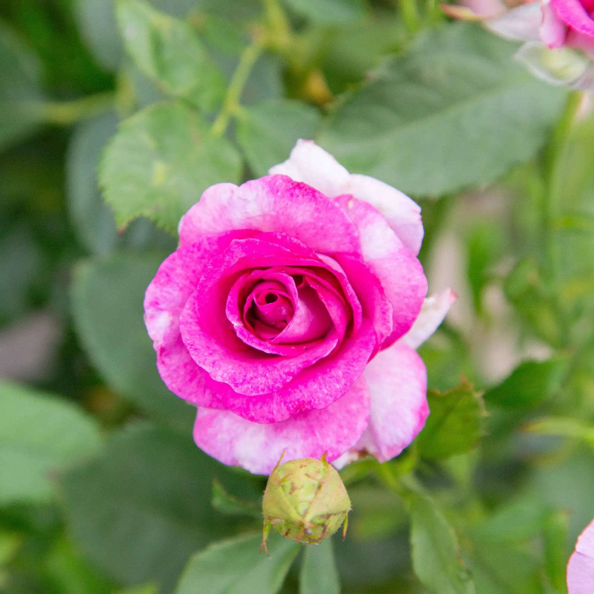 'Melody Parfumee' Grandiflora Rose