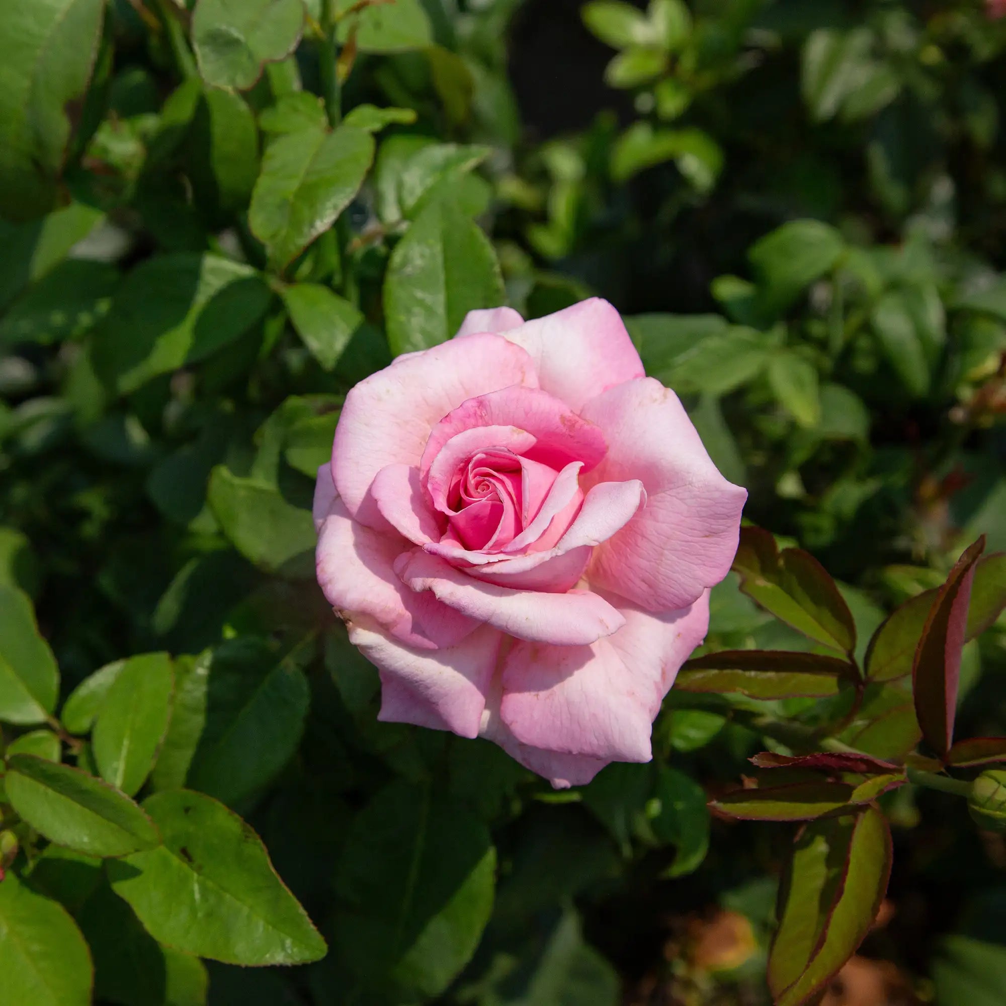 'Memorial Day' Hybrid Tea Rose