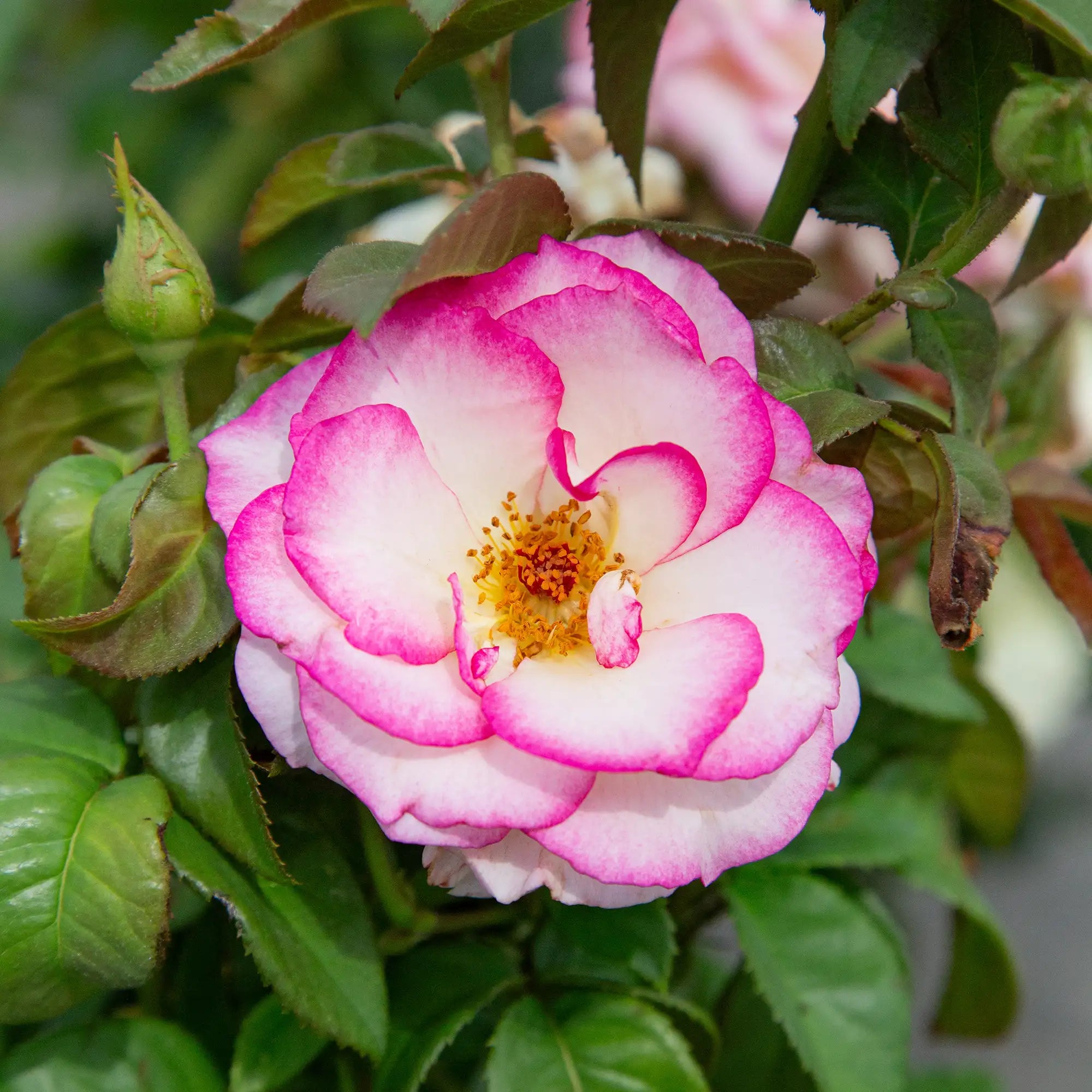 'Miss Congeniality' Grandiflora Rose