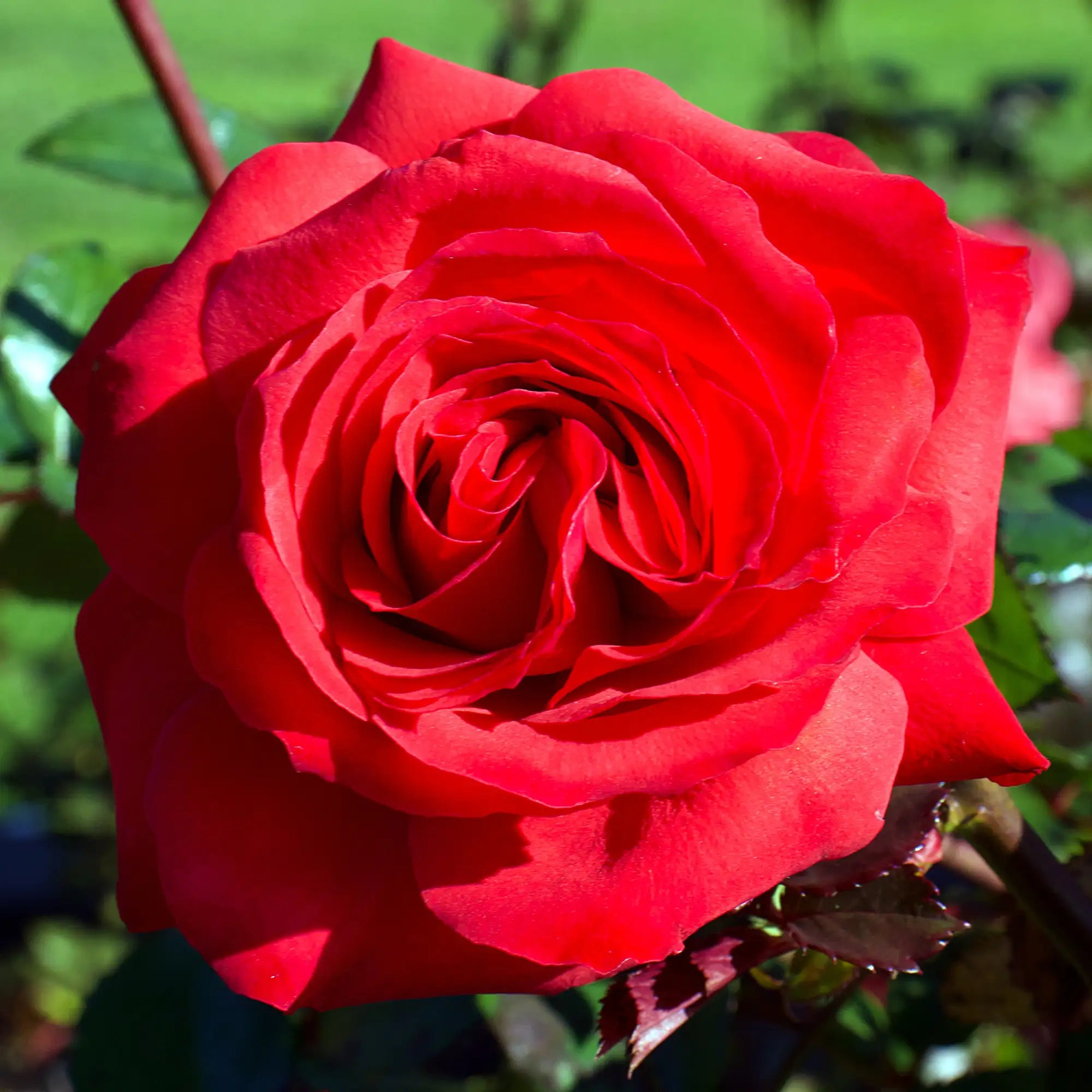 'Mister Lincoln' Hybrid Tea Rose