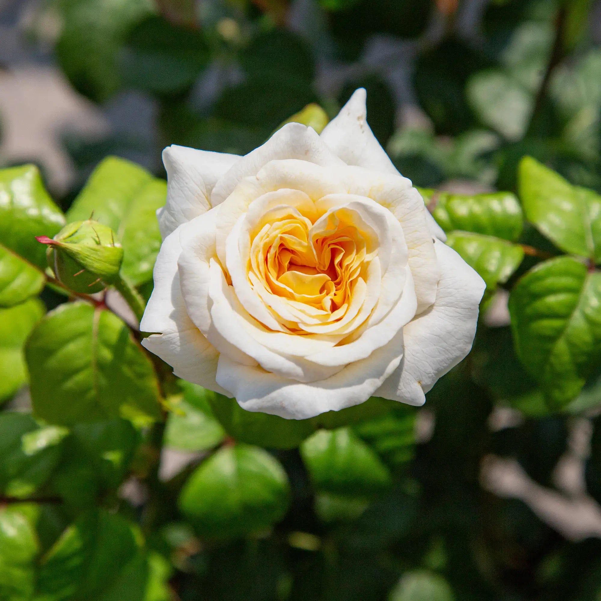 'Moonlight Romantica' Hybrid Tea Rose