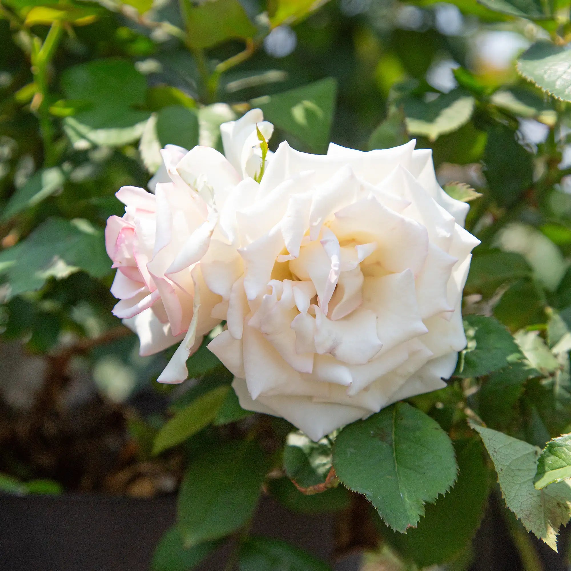 'Moonstone' Hybrid Tea Rose