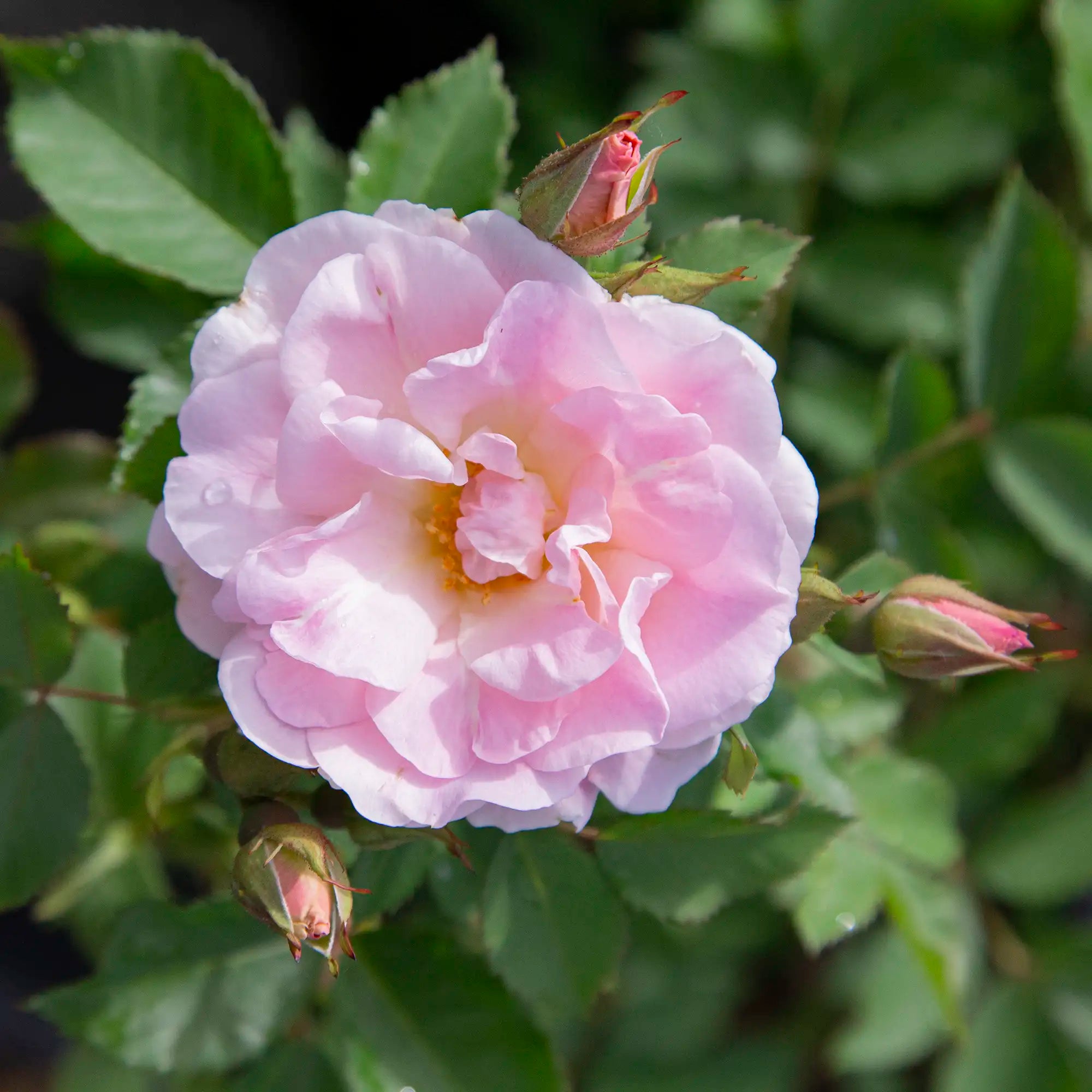 'Morden Blush' Landscape Shrub Rose