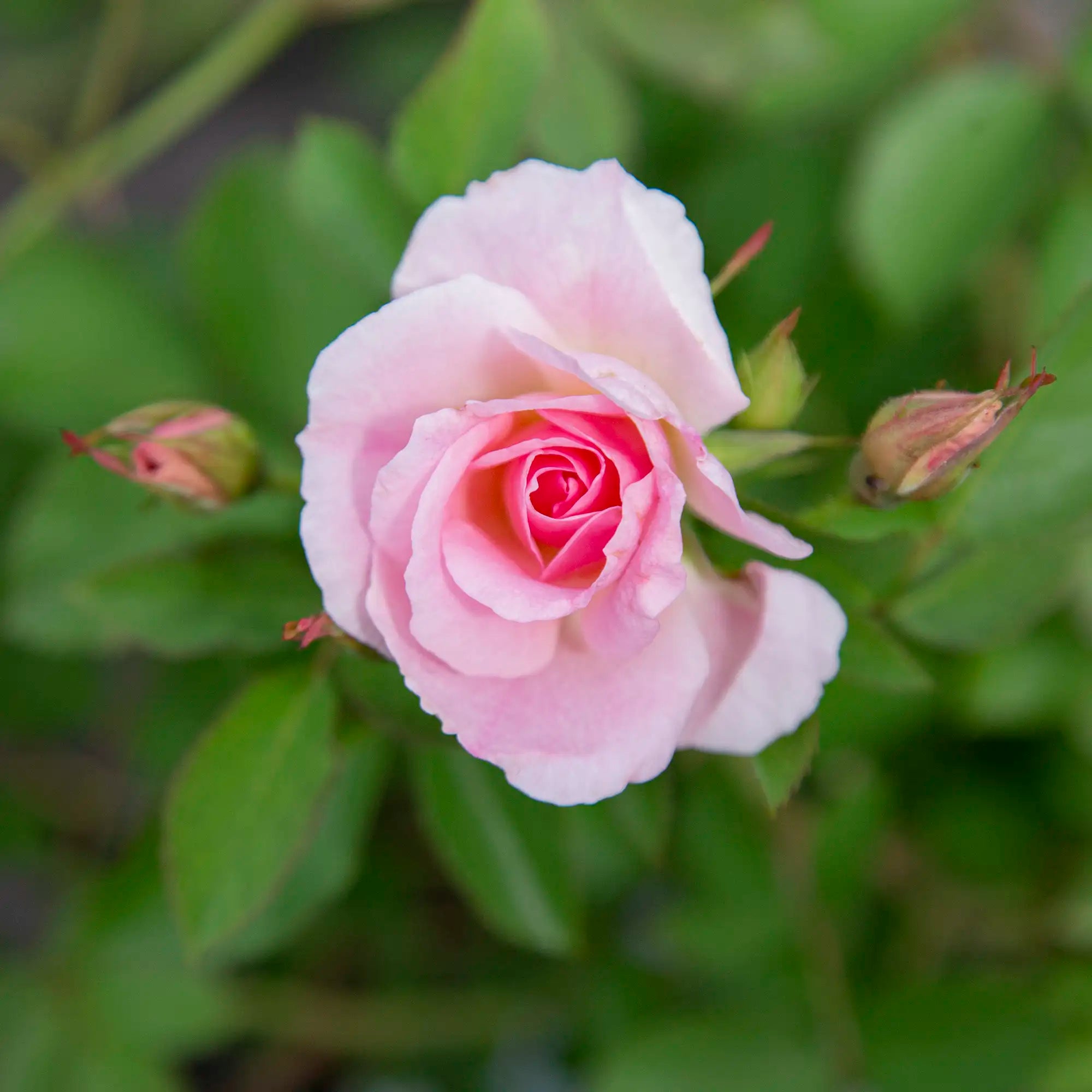 'Morden Snowbeauty' Landscape Shrub Rose