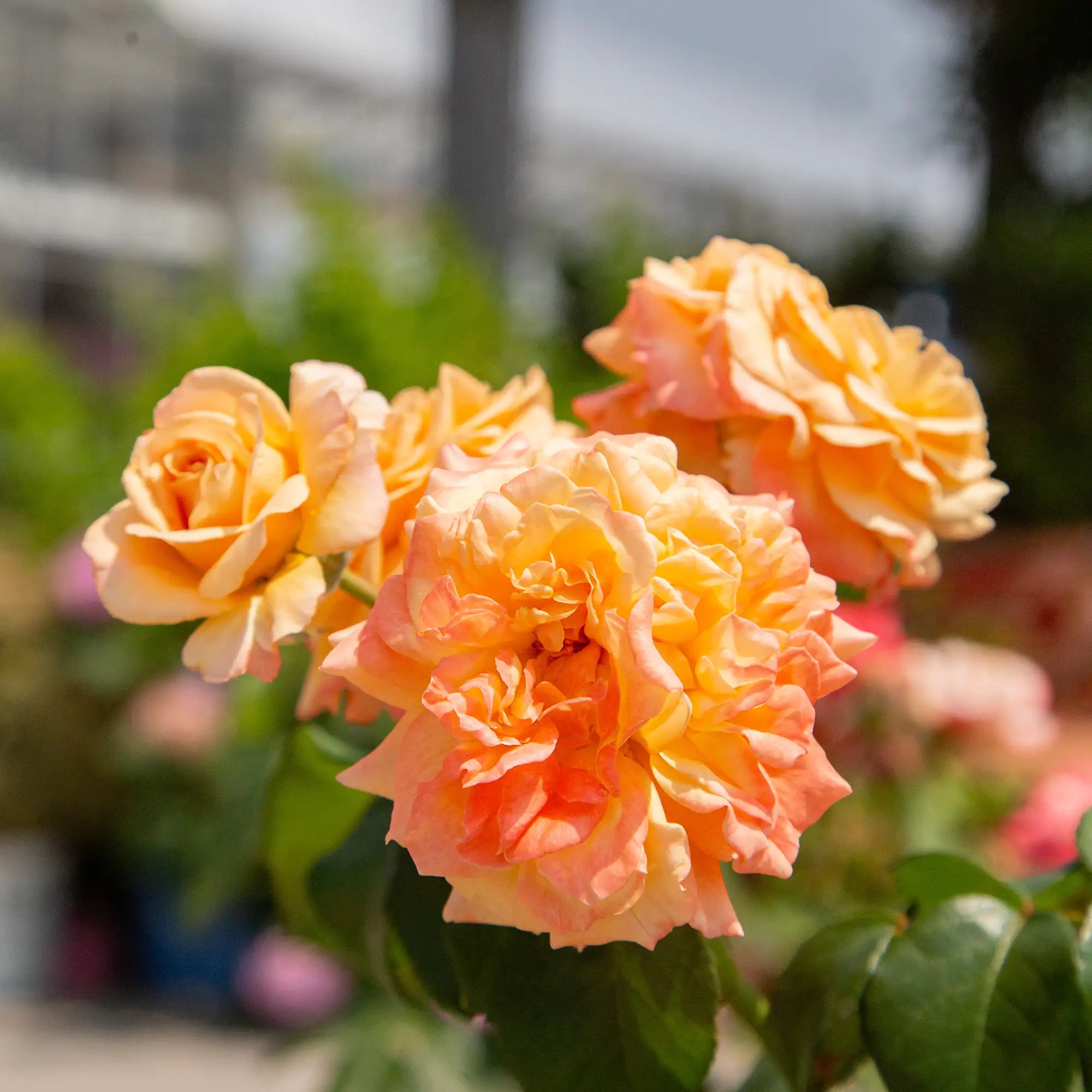 'Morning Glow' Floribunda Rose