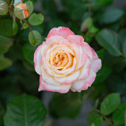 'Morning Glow' Floribunda Rose