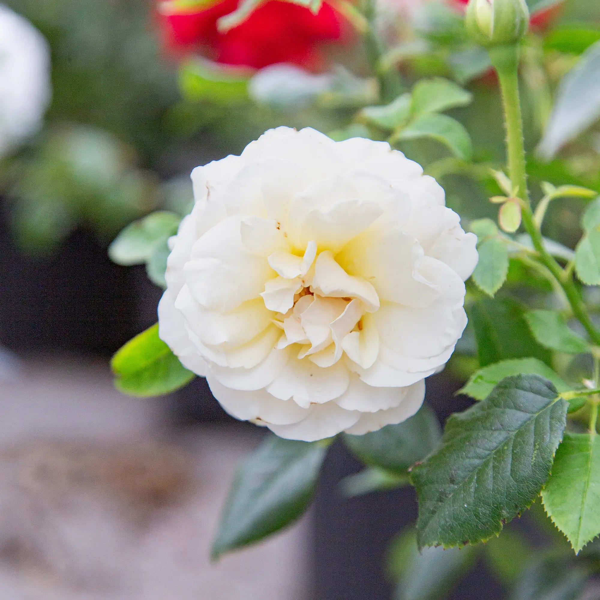 'Mount Hood' Grandiflora Rose
