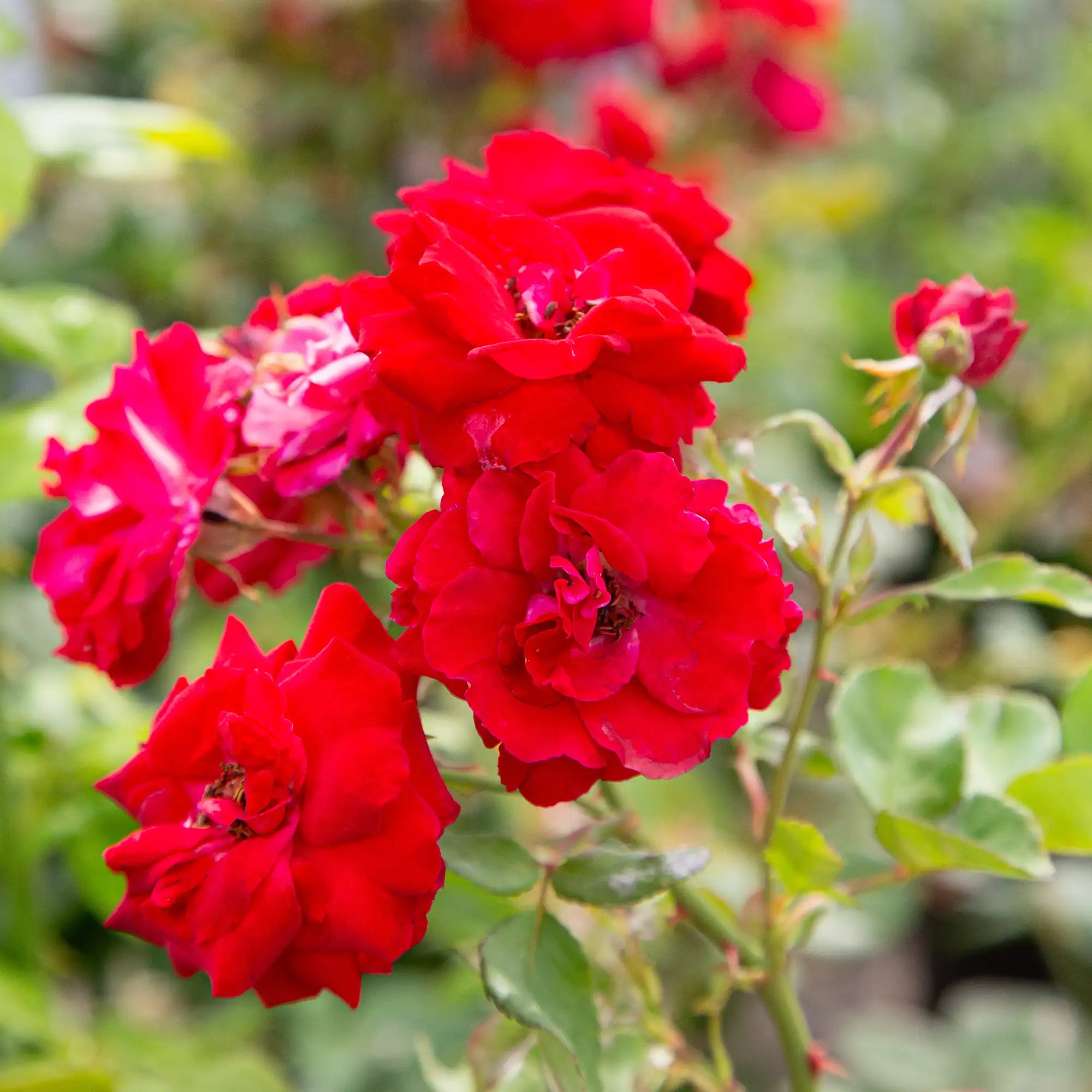 'Nicholas Explorer' Shrub Rose