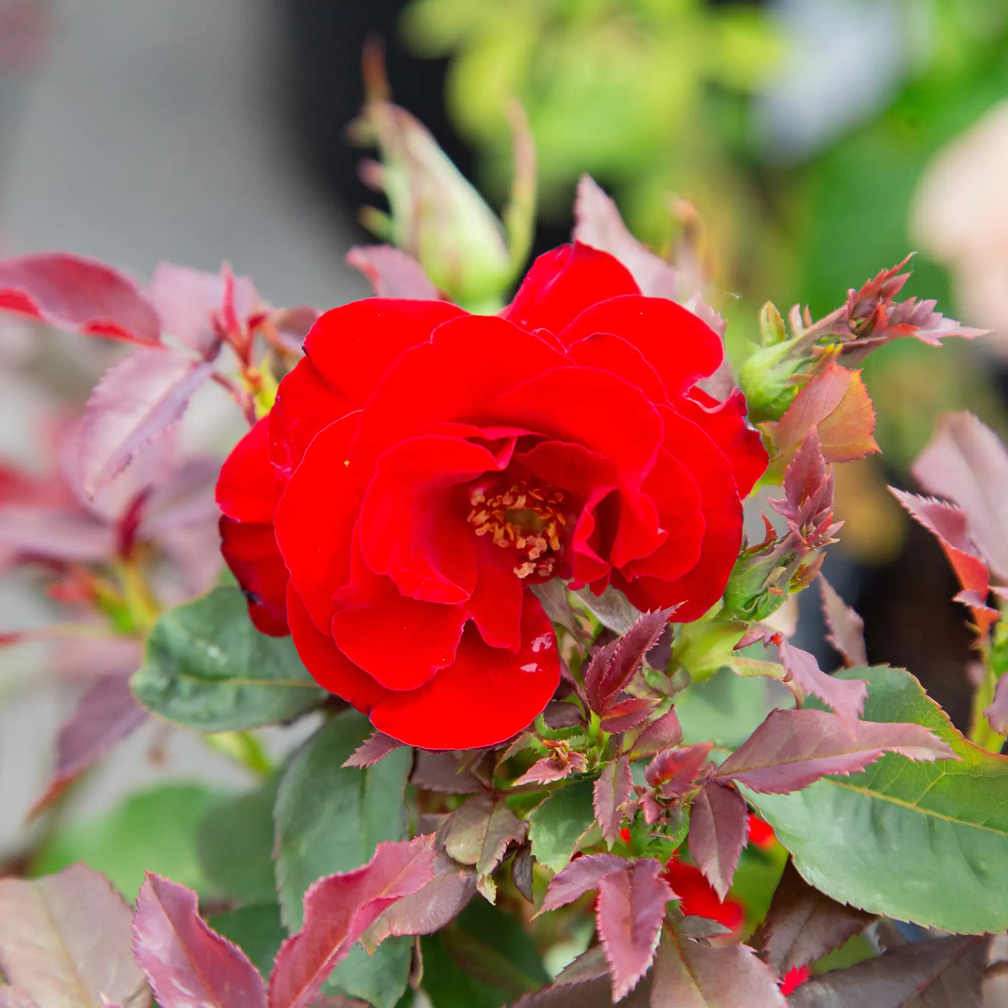 'Oh My Floribunda' Rose