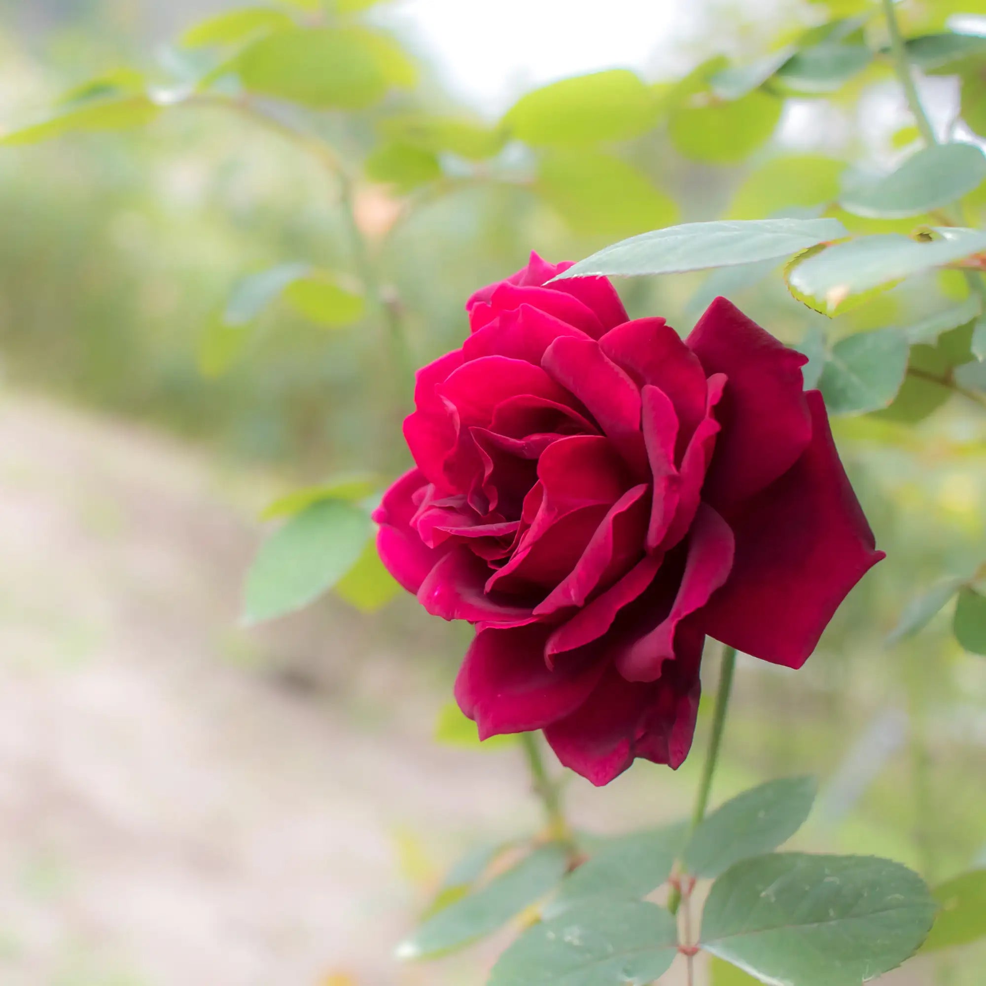 'Oklahoma' Hybrid Tea Rose