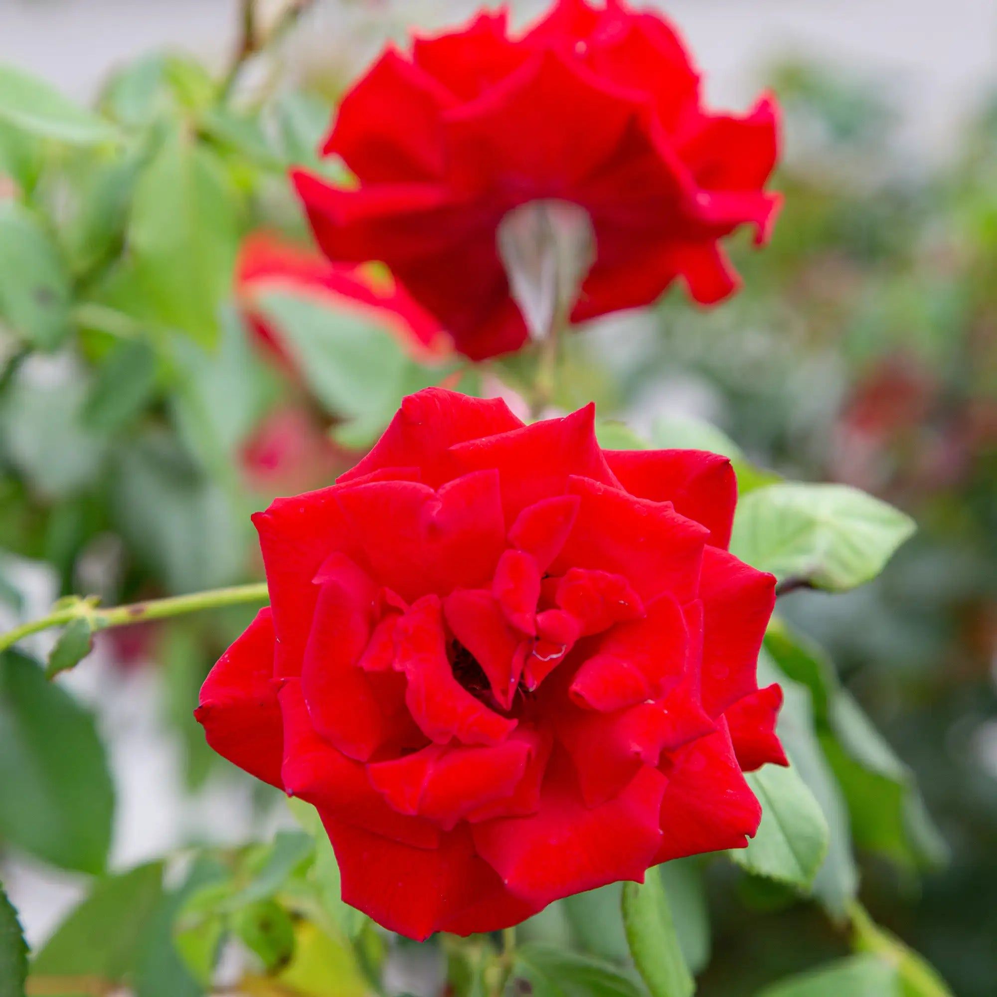 'Olympiad' Hybrid Tea Rose