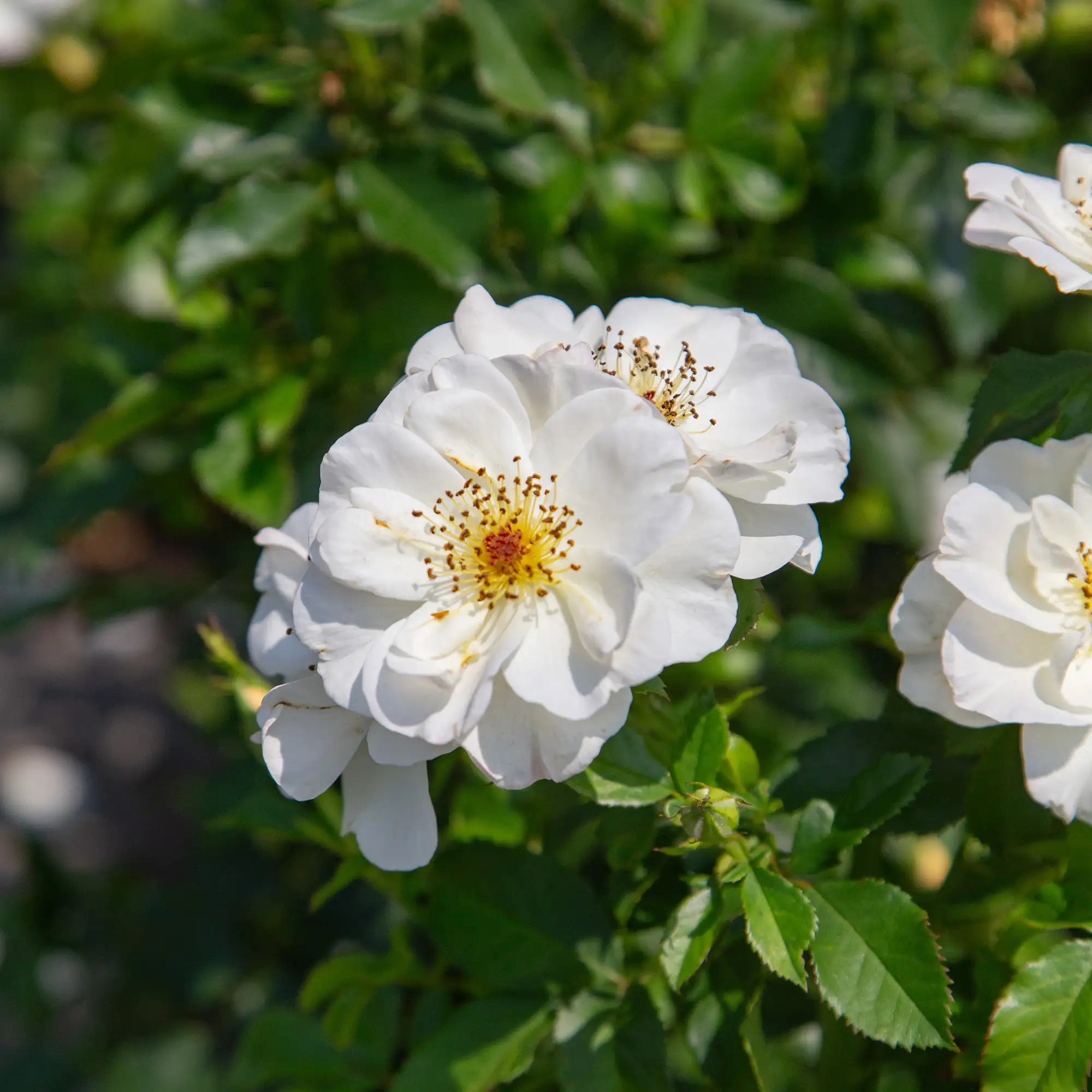 'Oscar Peterson' Landscape Shrub Rose