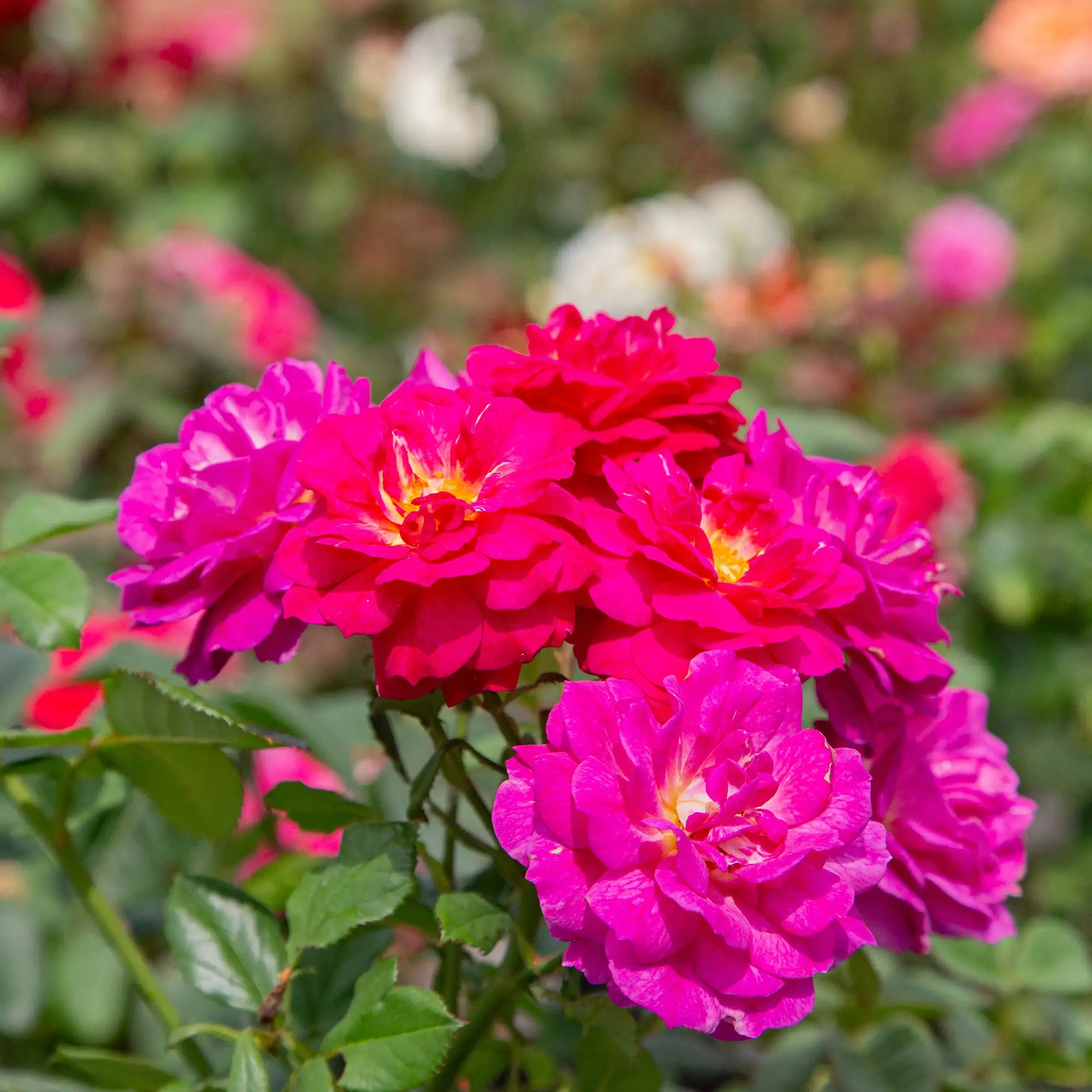 'Outta The Blue' Landscape Shrub Rose