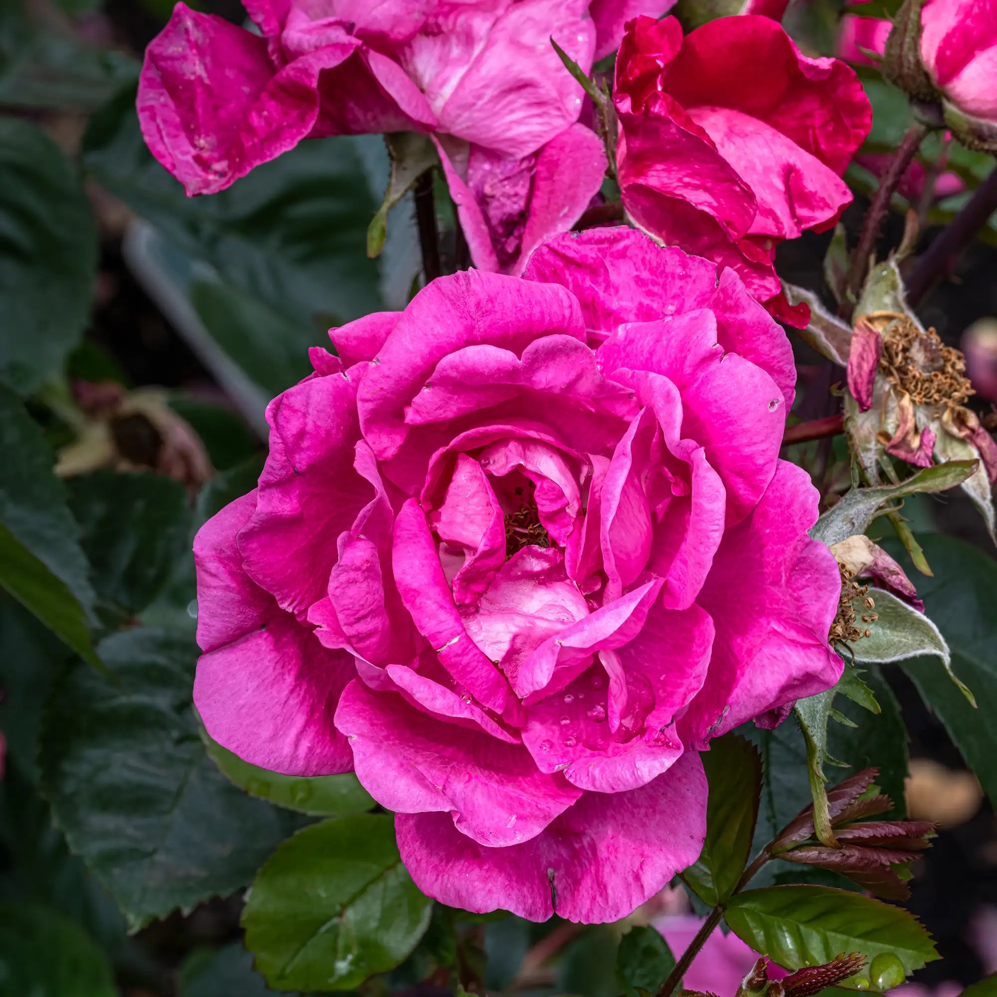 'Party Hardy' Landscape Shrub Rose
