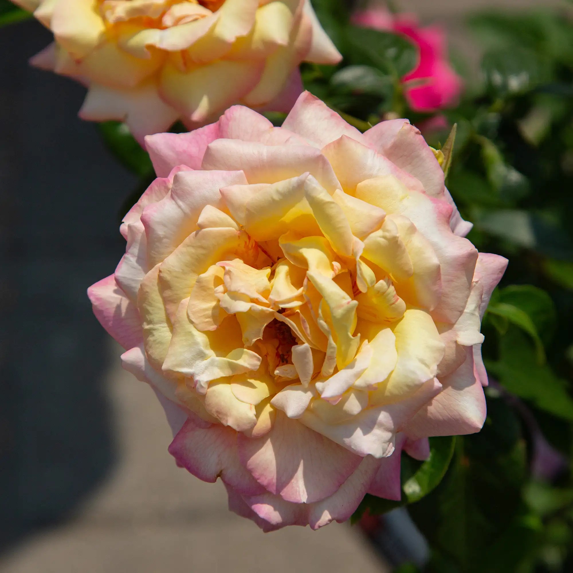 'Peace' Hybrid Tea Rose