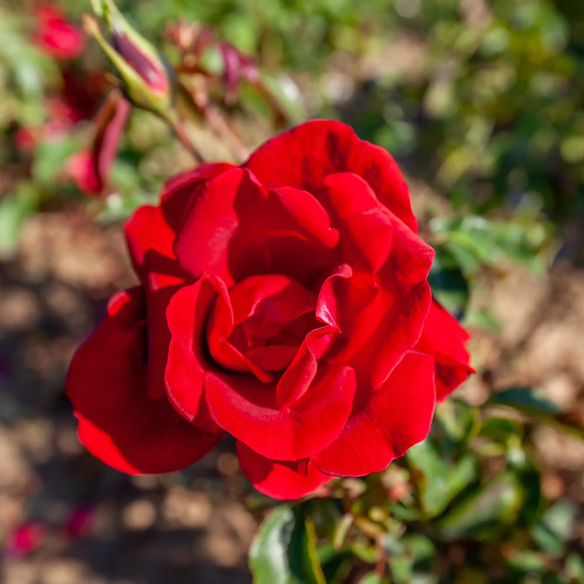 'Peggy Rockefeller' Hybrid Tea Rose