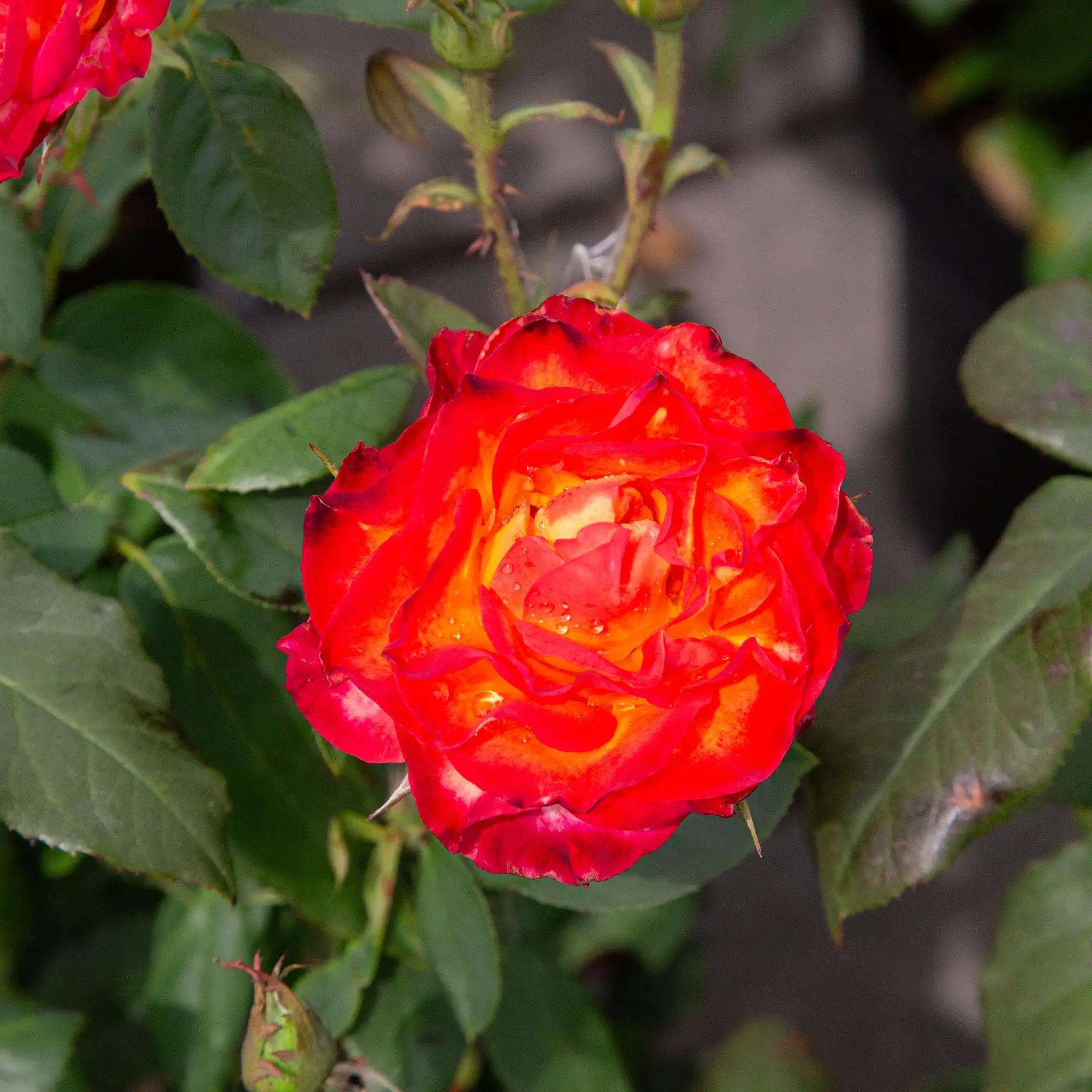 'Perfect Moment' Hybrid Tea Rose