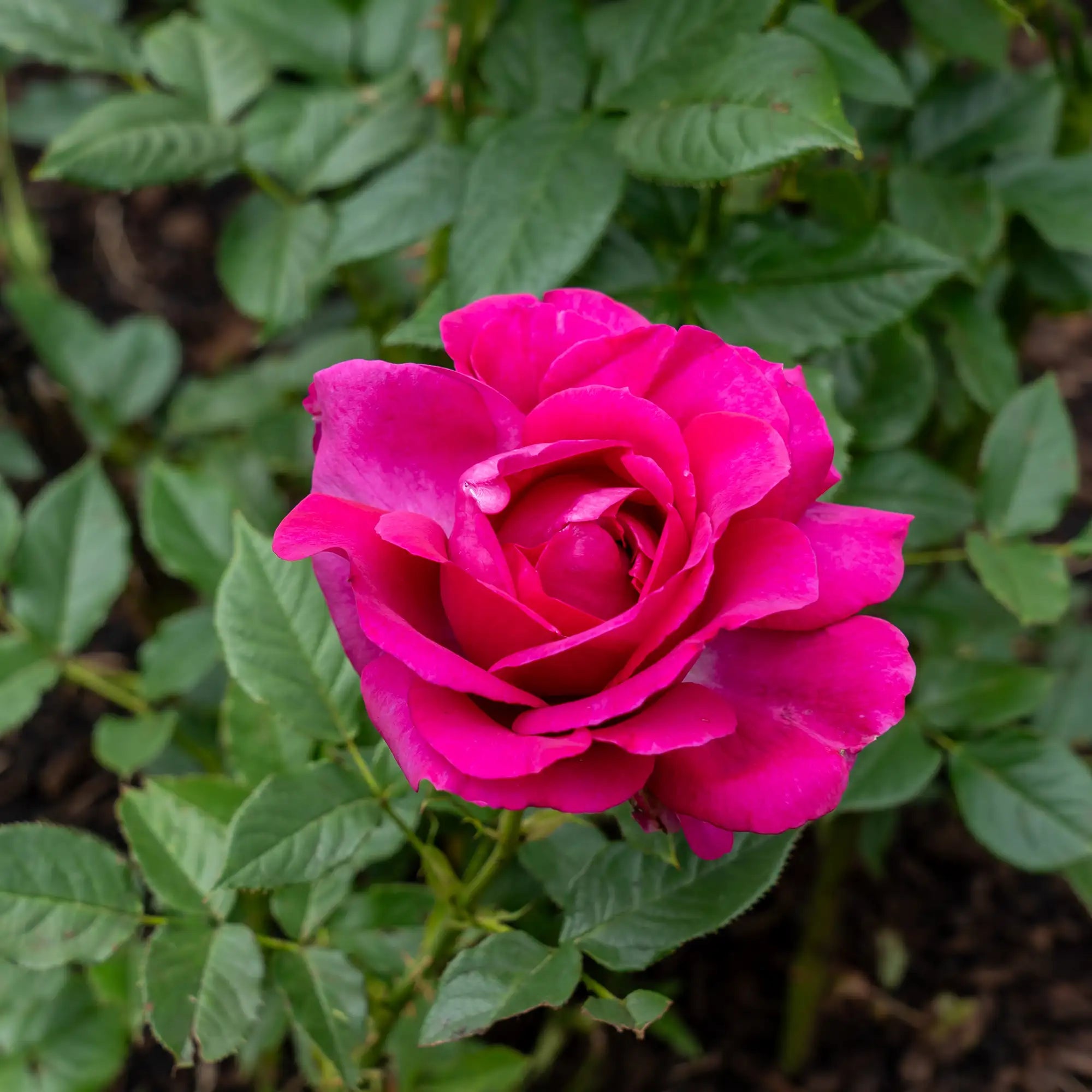 'Perfume Factory' Hybrid Tea Rose