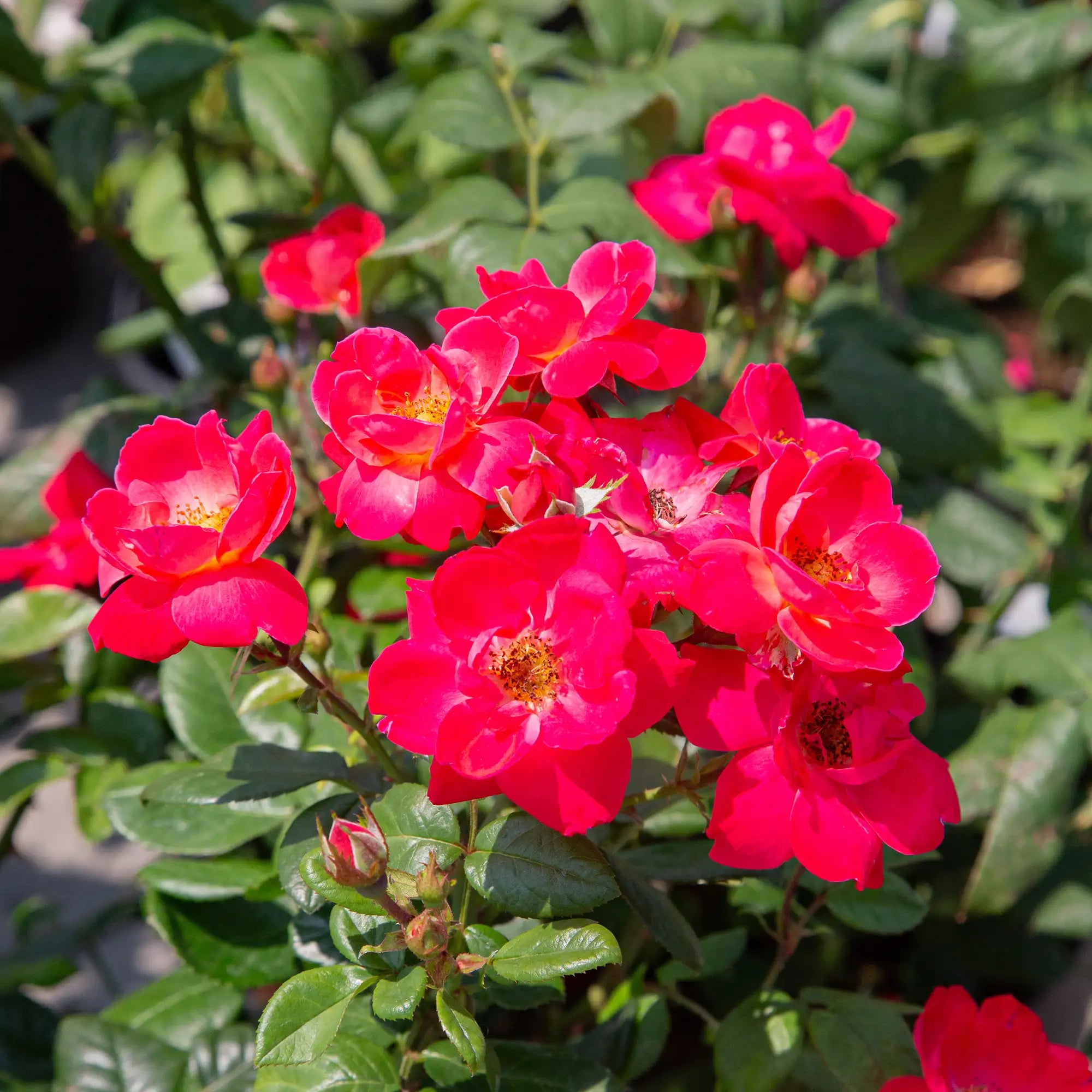 'Pink Brick House' Floribunda Rose