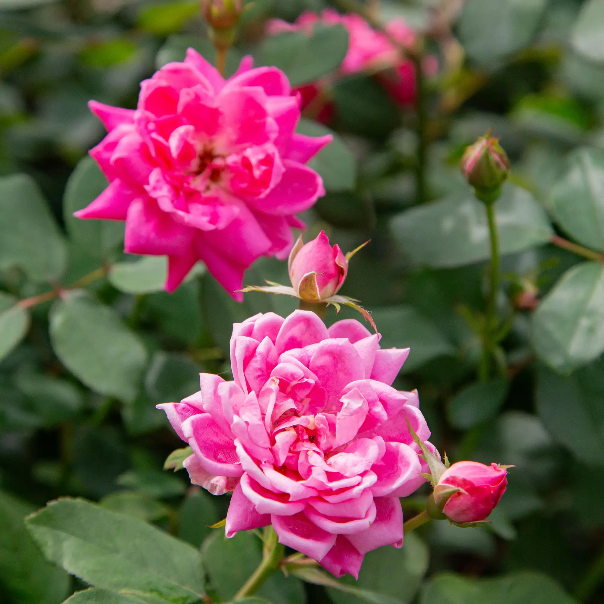 'Knock Out®  Double Pink' Landscape Shrub Rose