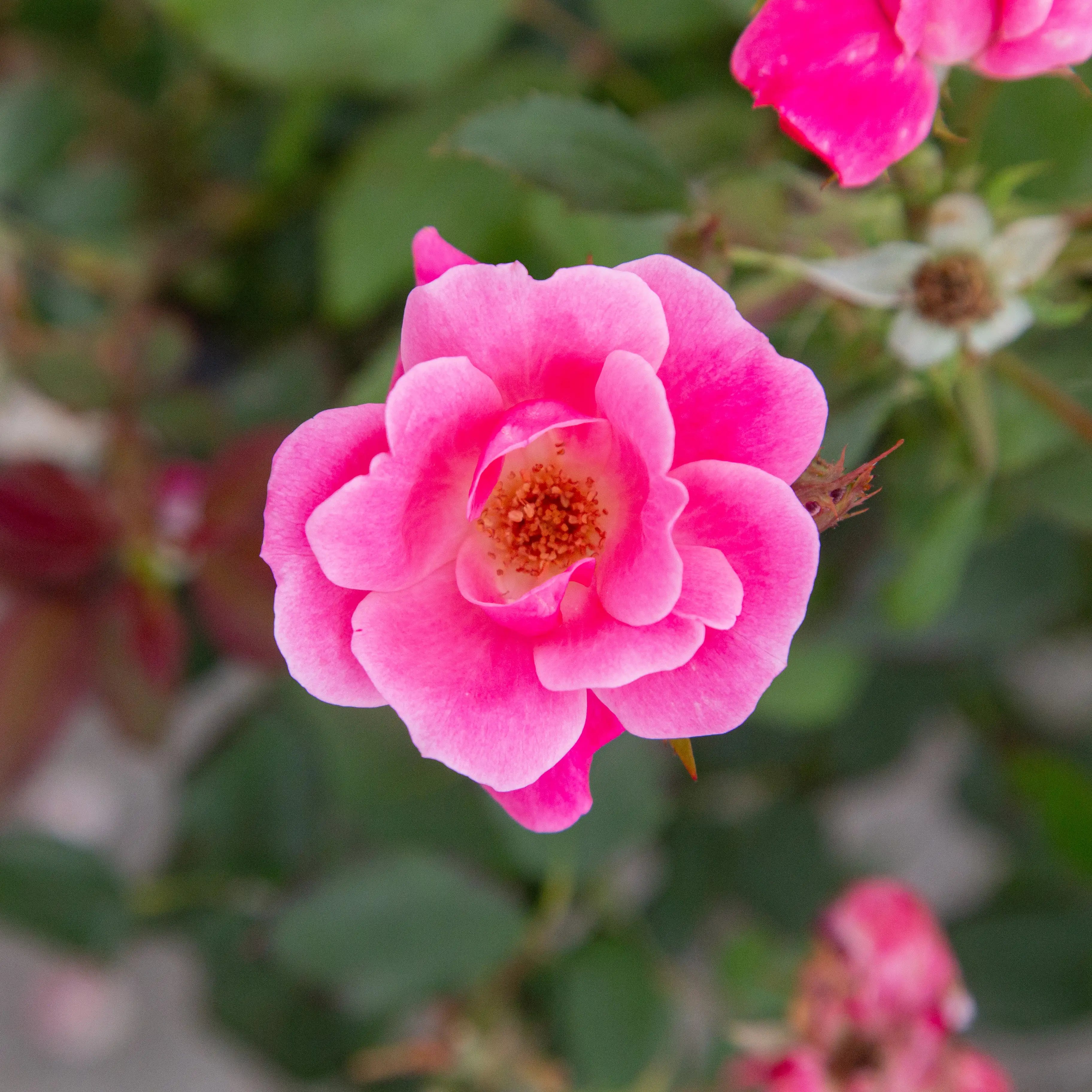 'Knock Out® Pink' Landscape Shrub Rose