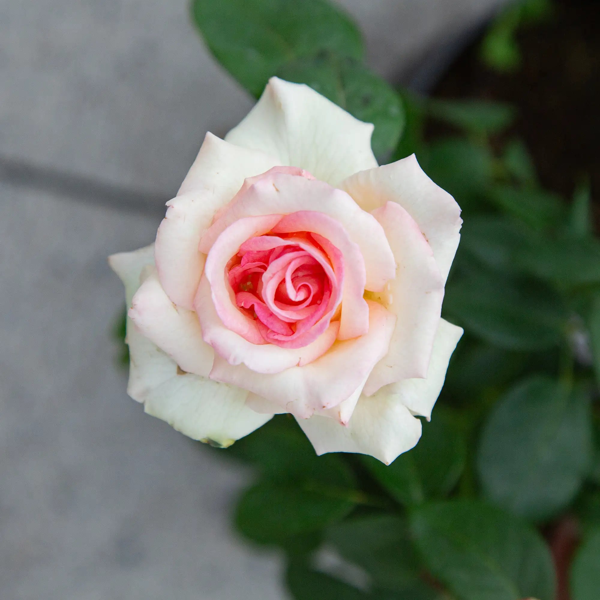 'Pink Promise' Hybrid Tea Rose