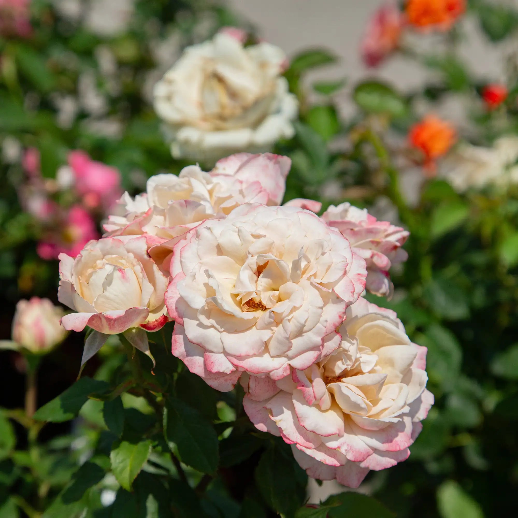 'Pinkerbelle' Hybrid Tea Rose