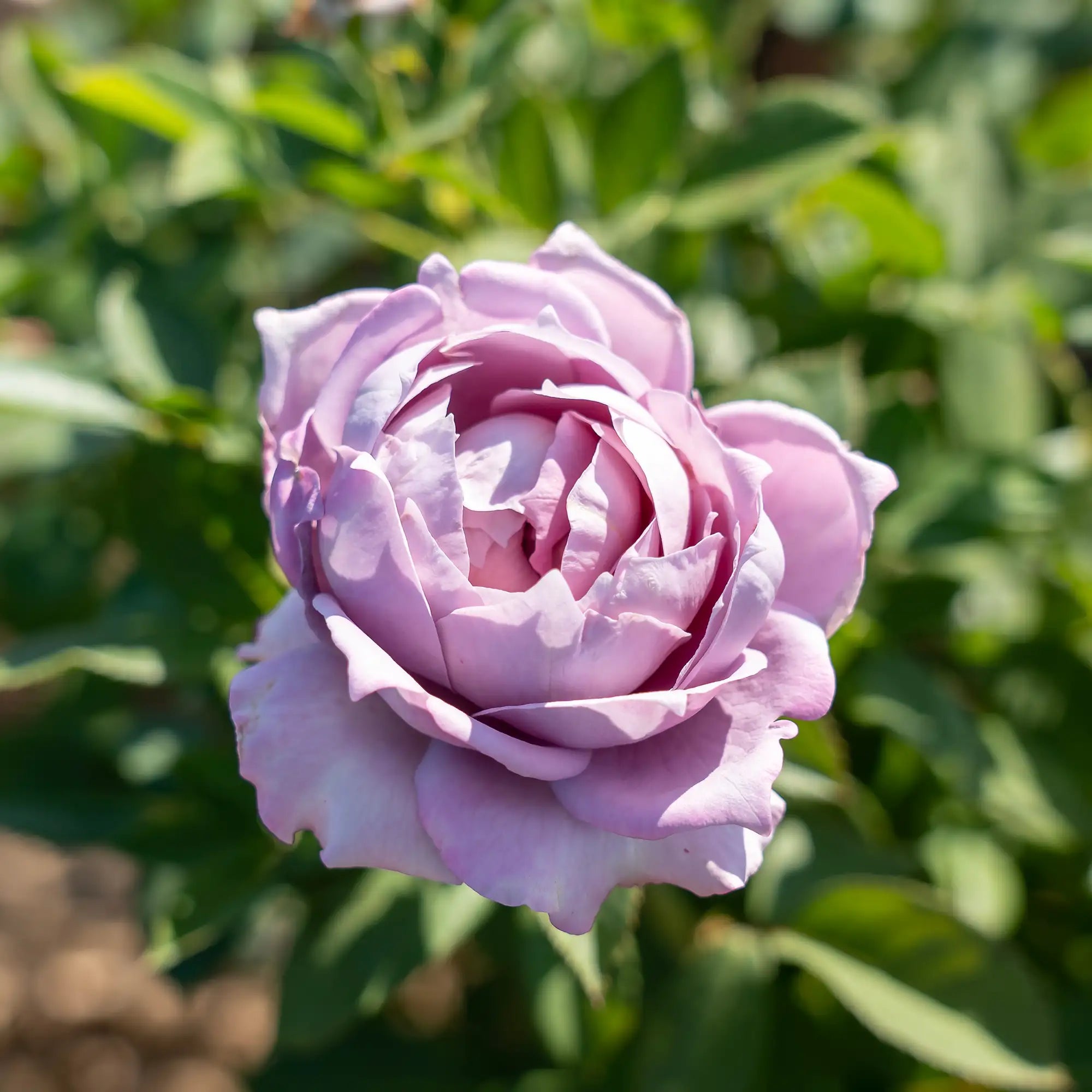 'Poseidon' Floribunda Rose
