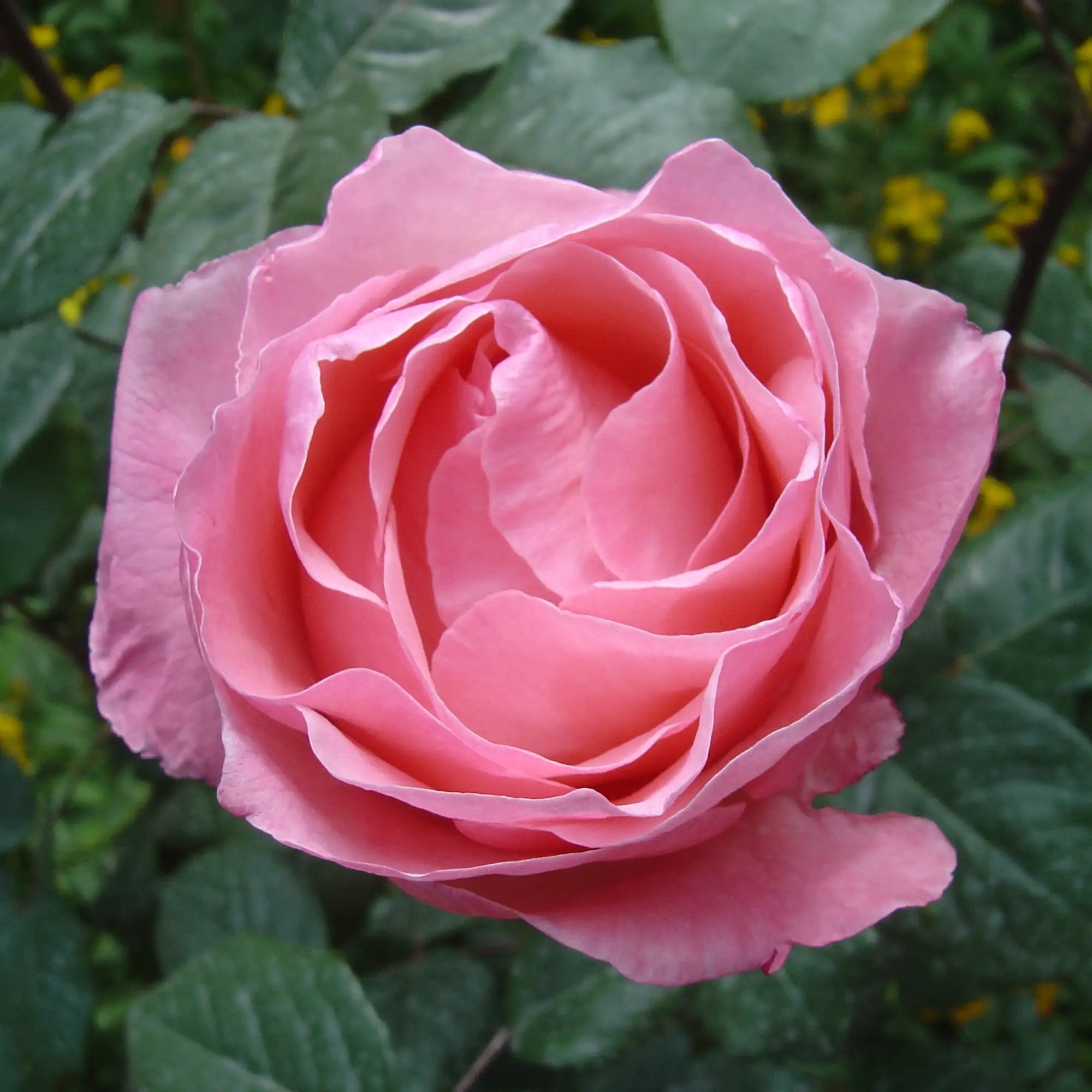 'Queen Elizabeth' Grandiflora Rose