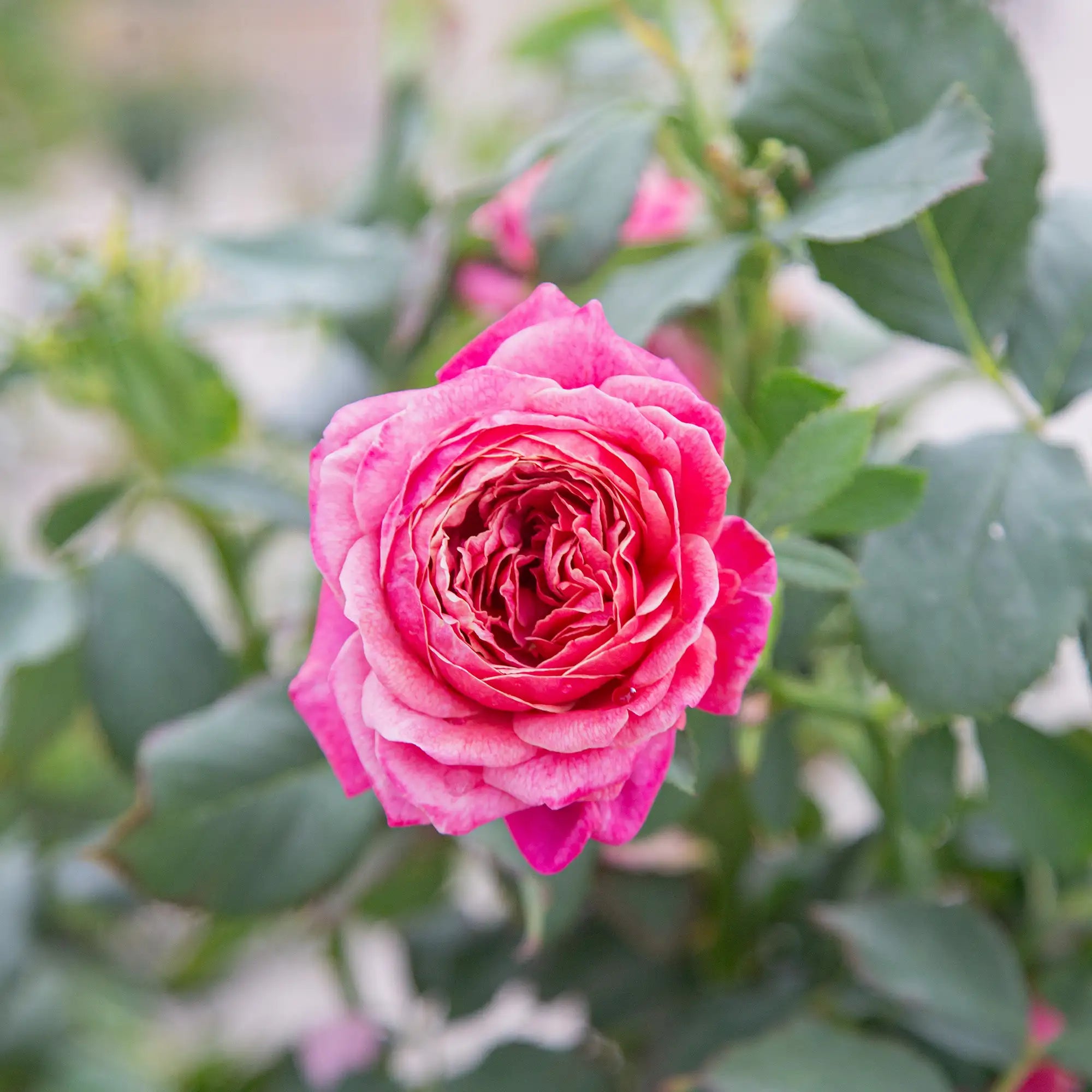 'Queen of Elegance' Floribunda Rose