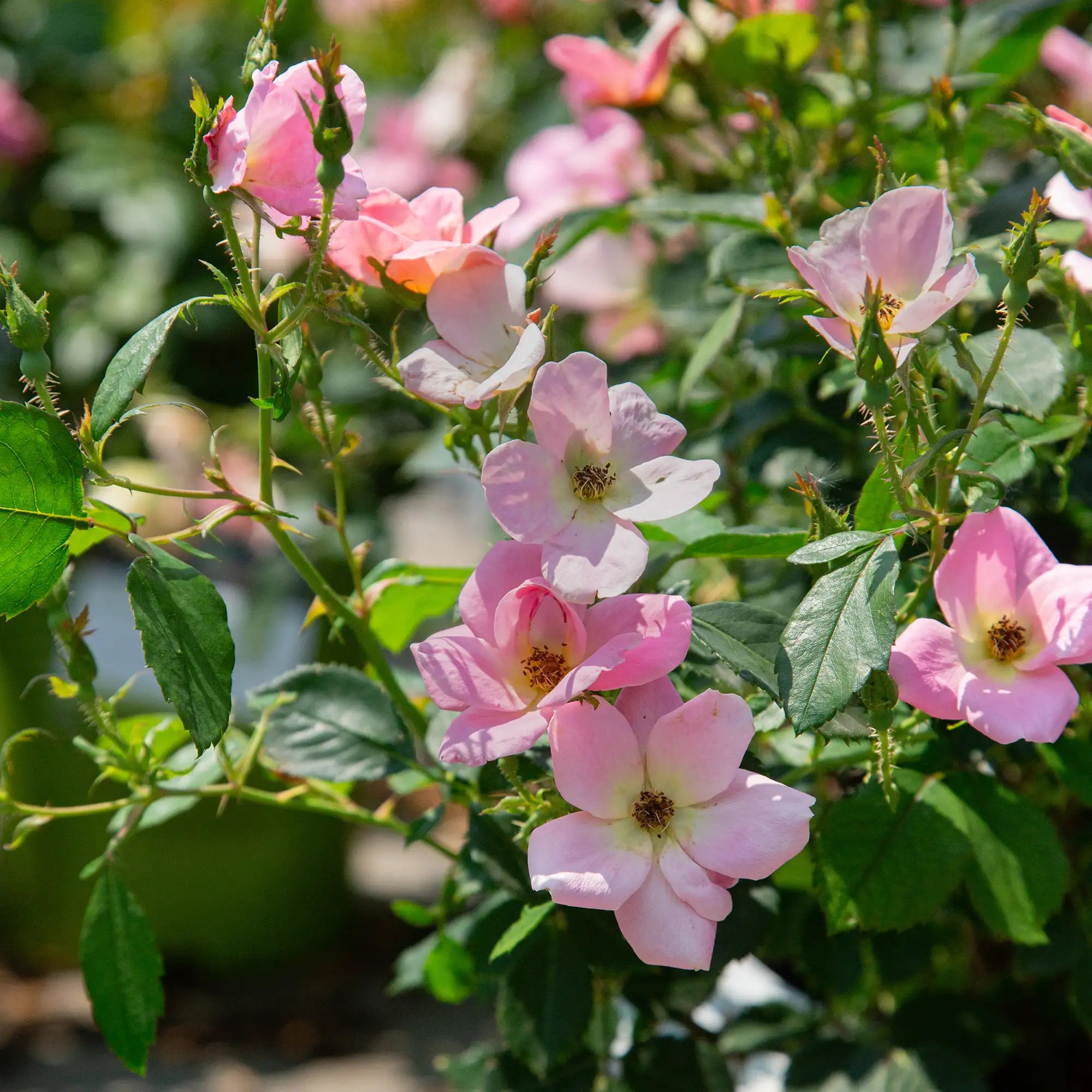'Knock Out® Rainbow' Landscape Shrub Rose