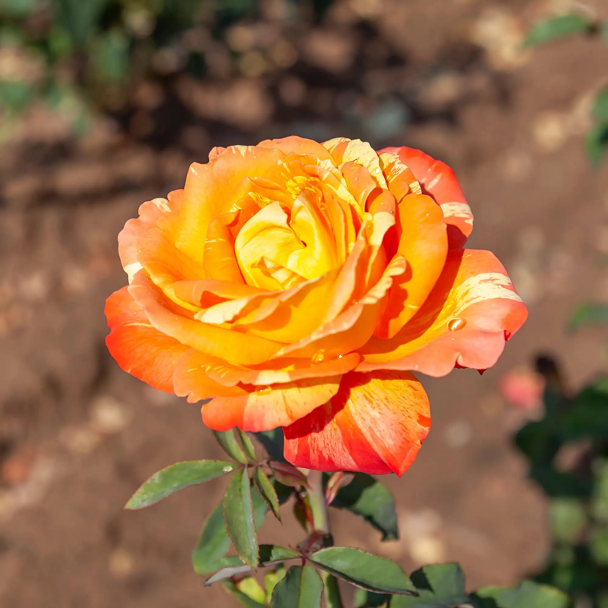 'Rainbow Niagara' Hybrid Tea Rose